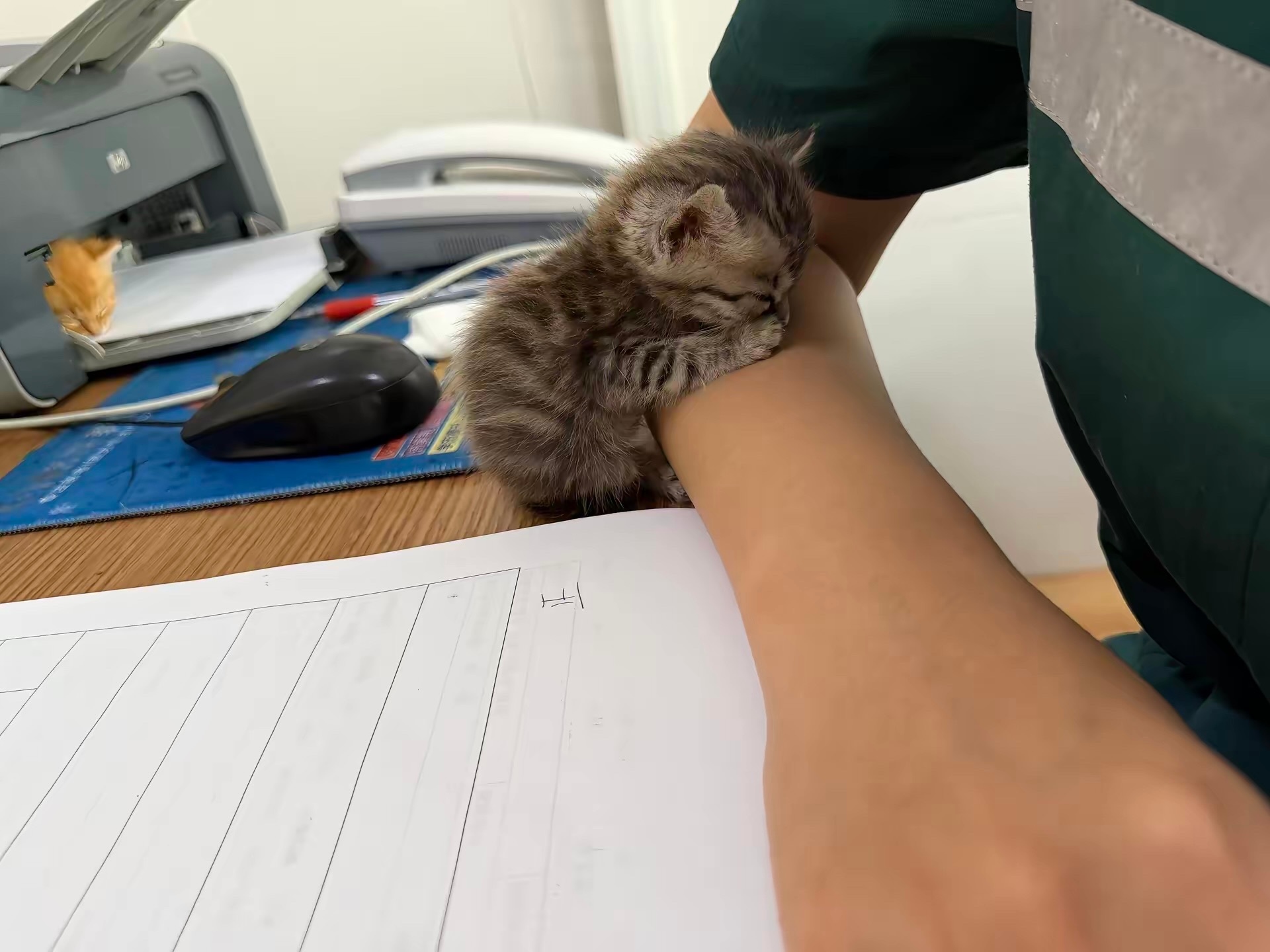 猫咪陪你工作：