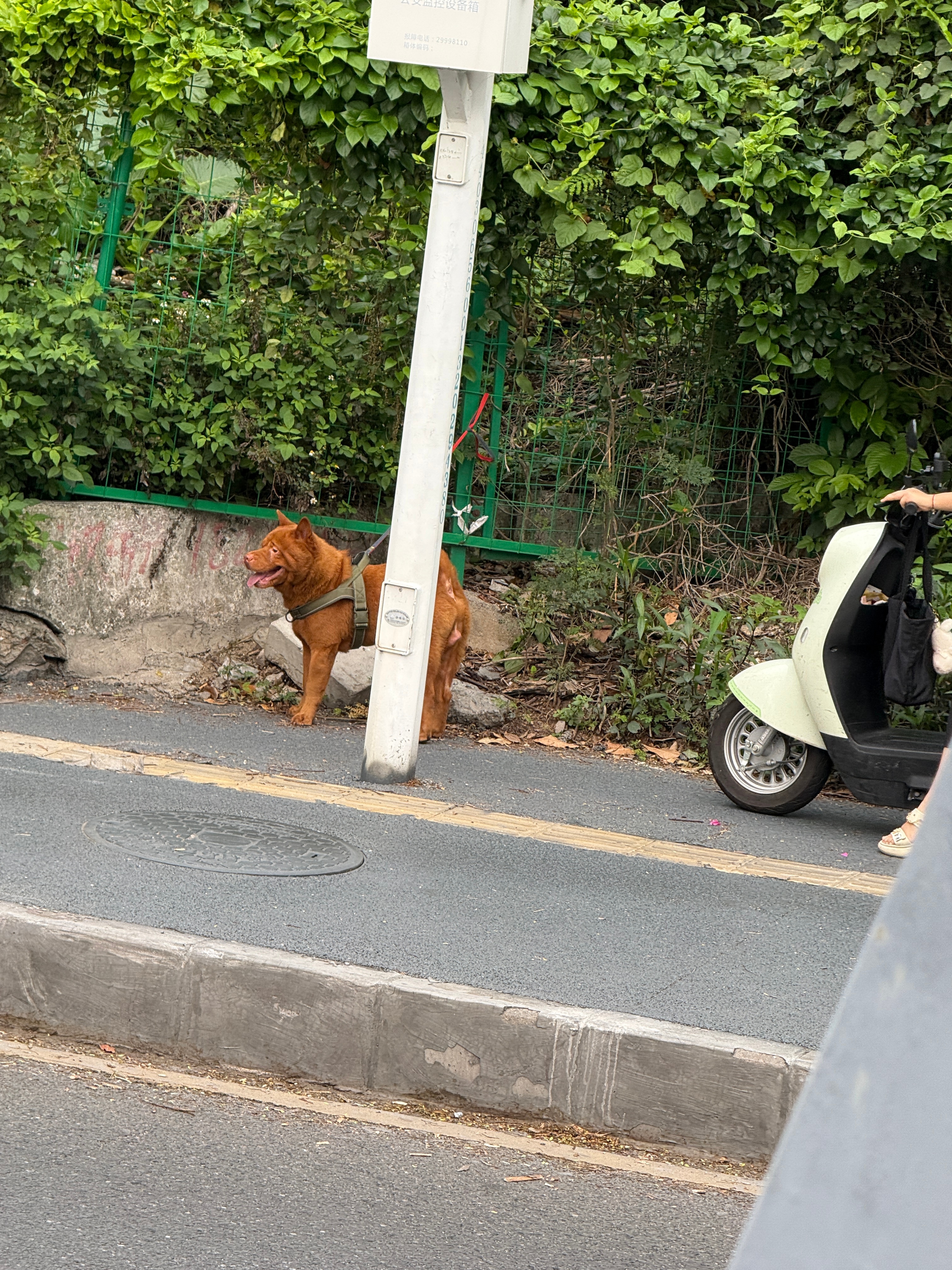 一大早亲眼看到的……一个🐶扑倒了开电动车的两个人，摔得不轻，有没有被咬到不知道