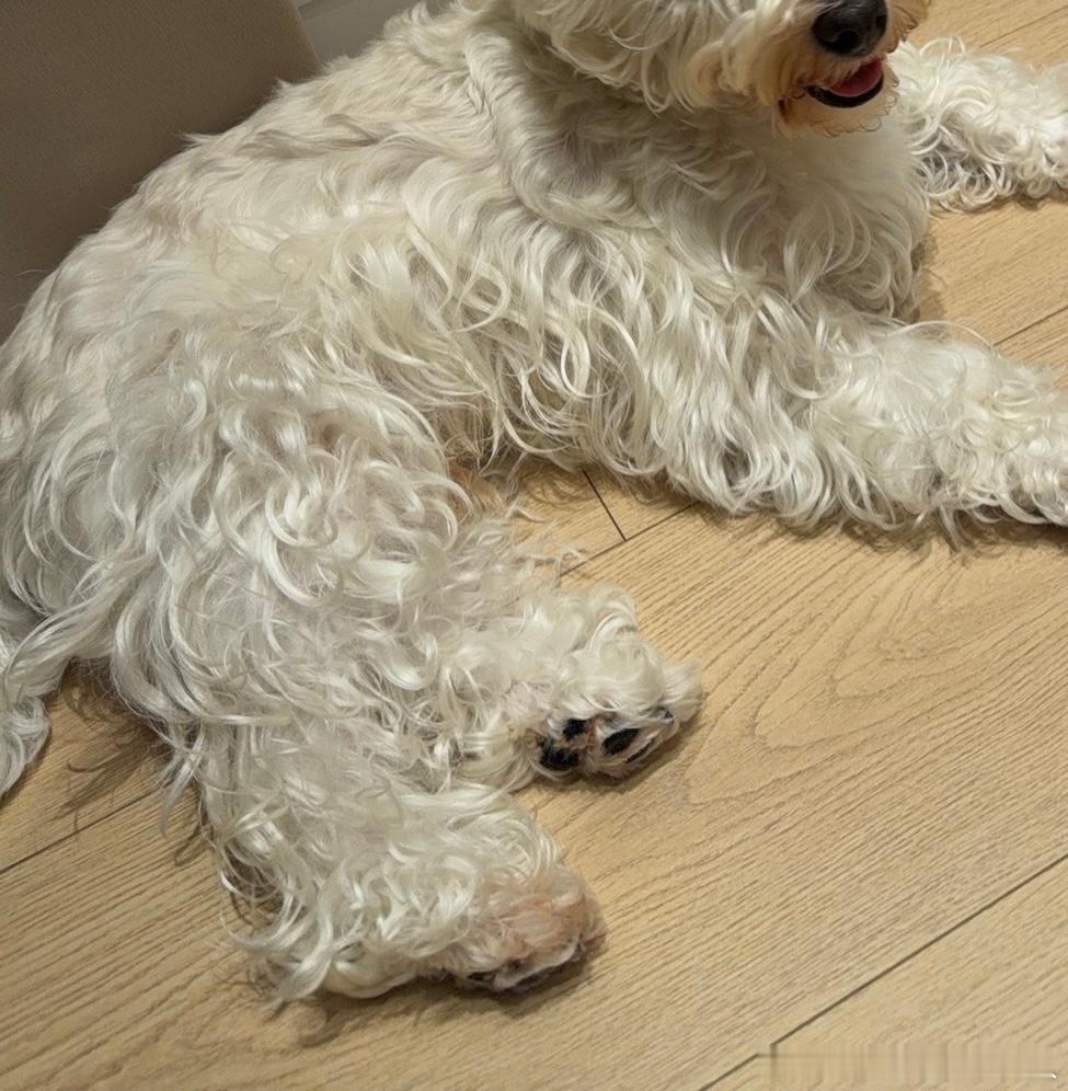 不呆 可爱呆呆🐶身上已经变成干脆面了 