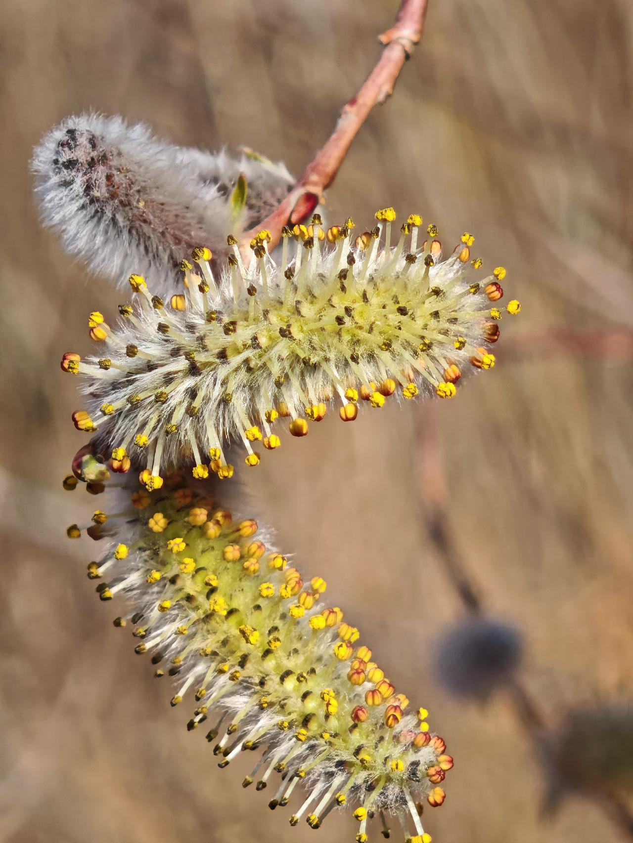 春意浓
文/夏文辉

风吹拂柳叶舒卷，雨润花蕊朱唇开。
西园未比东园晚，一样春意