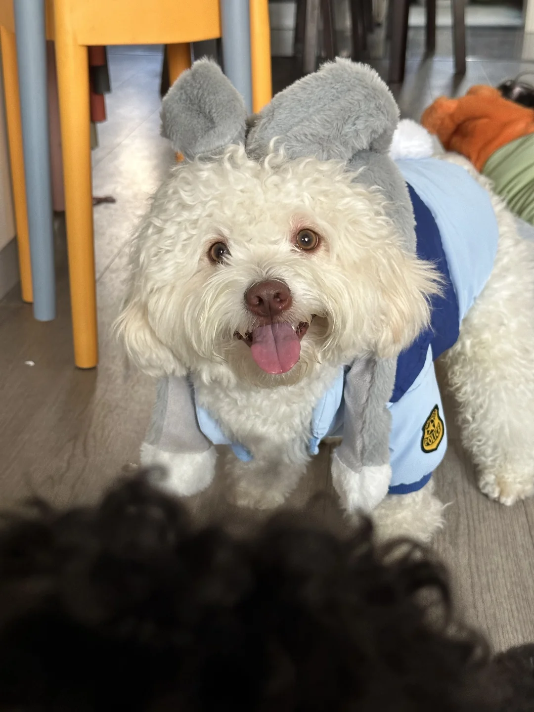 我是一只小兔几🐰