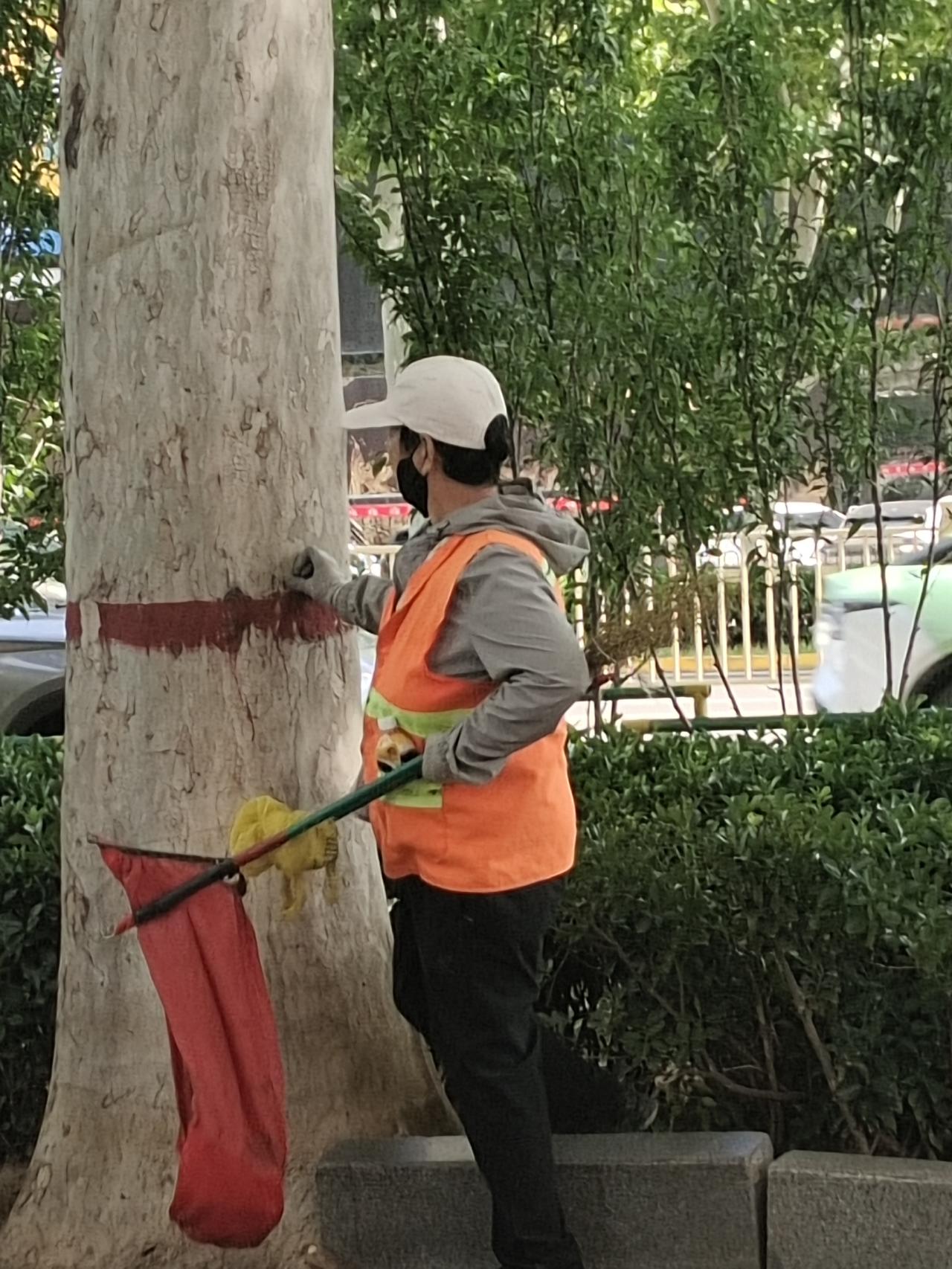 向这位勤劳的环卫大妈致敬！
邯郸市人民路上，一位环卫大妈在细致入微的清理着树干上