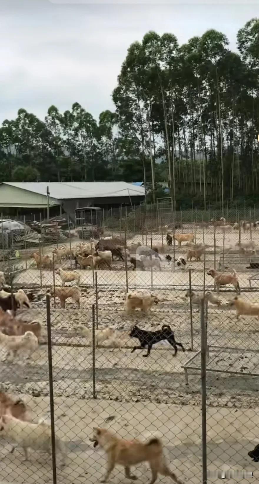 大型中华田园犬（土狗）养狗基地。开饭时主人一声令下，上千条狗狗纷涌而致，场面真的