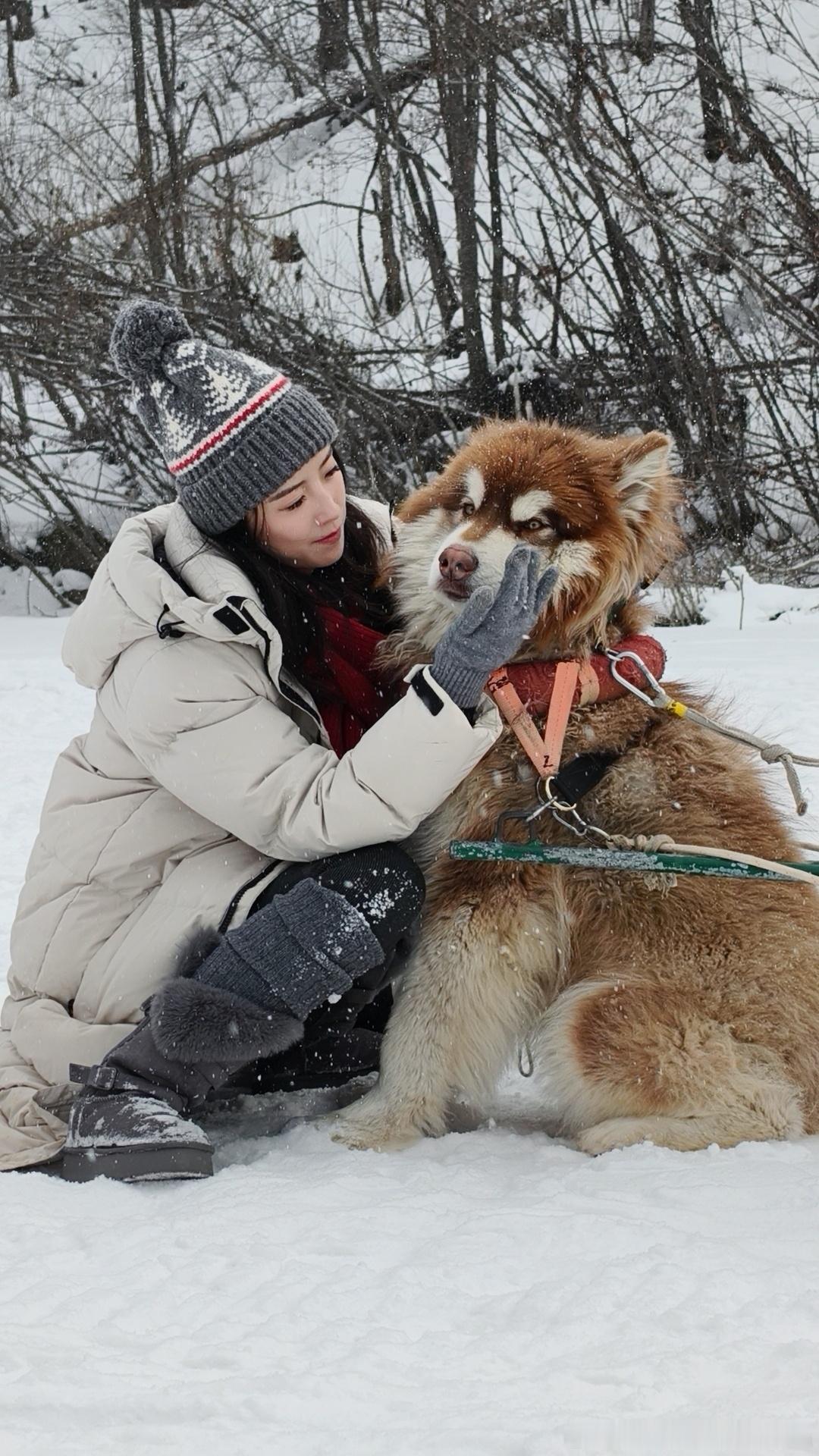今天被这只阿拉斯加硬控，好喜欢，它会跟我撒娇耶！好想把它带回家，他不应该在长白山