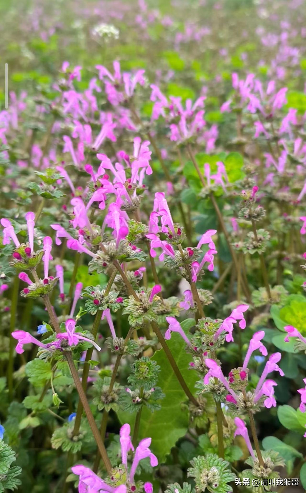 集卡领红包有谁认识这种花的？