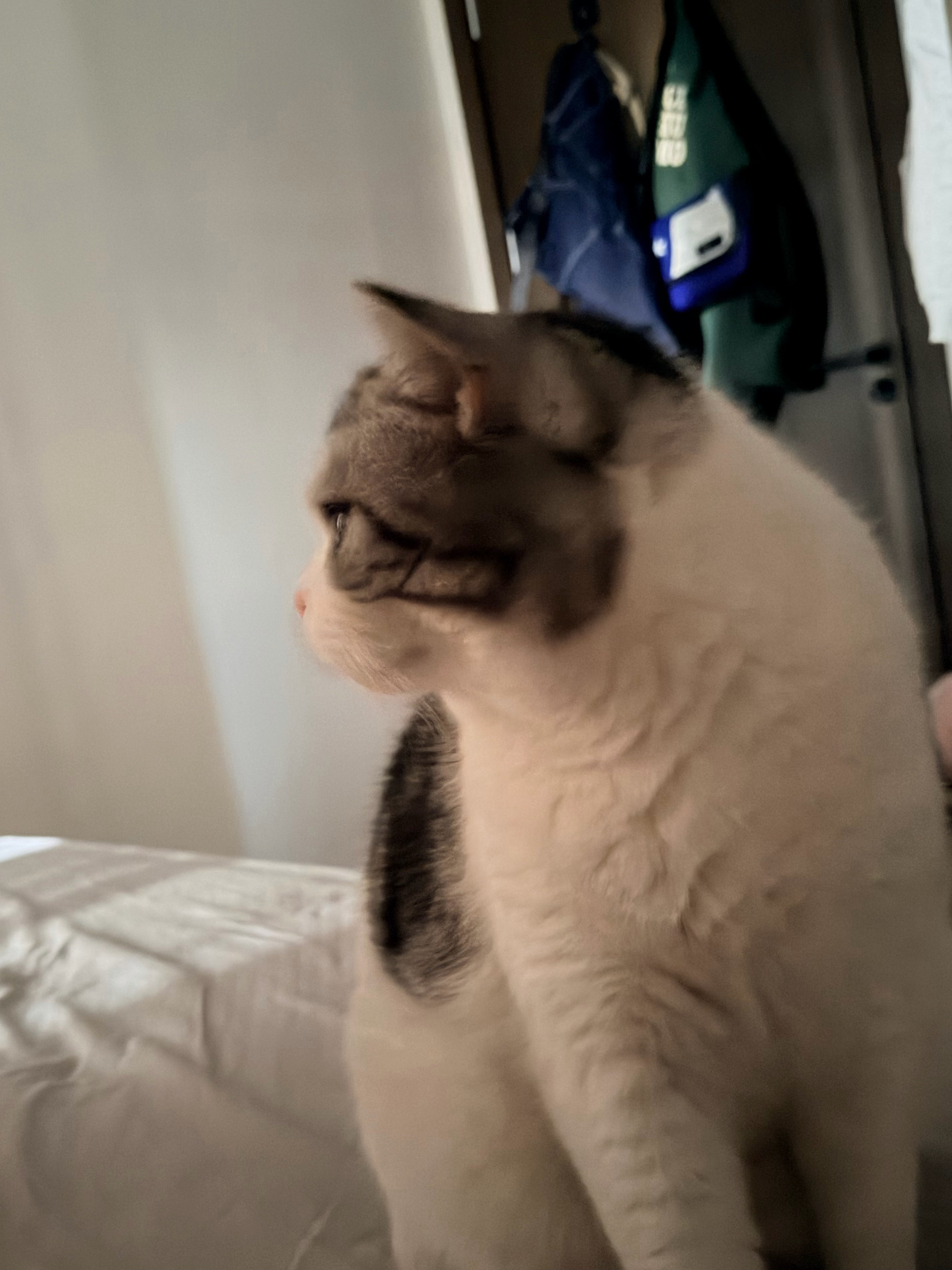 没有被小猫踩过奶的人生是不完整的 