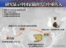 1200年前中国人撸的是豹猫

北京大学最新研究显示，从5400年前仰韶文化到1