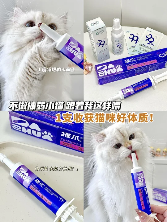 猫咪养护｜不做体弱猫 跟着我这样喂！