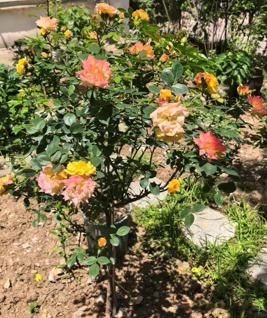 彩虹瀑布，又叫变色龙，初开是黄色花，随后花色日益加深，太阳越烈，花色越深，每一朵