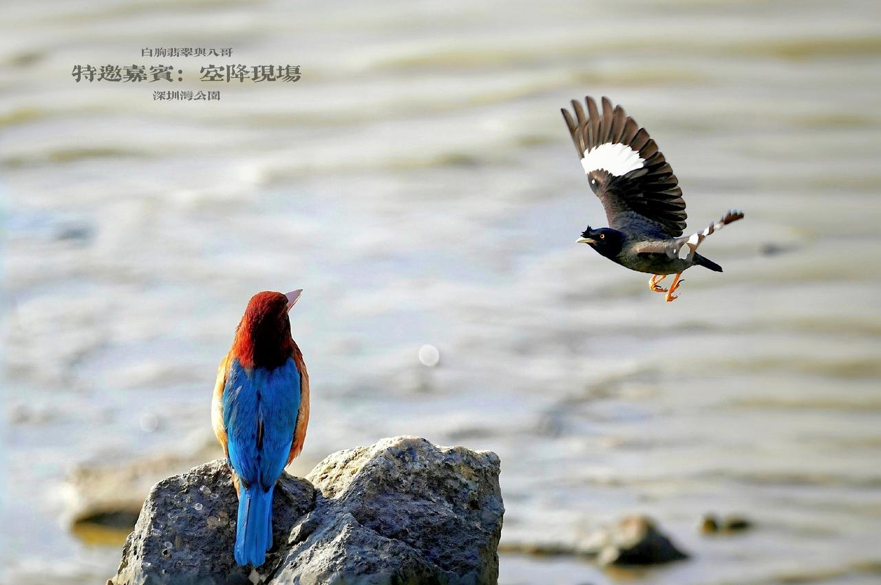 《特邀嘉宾：空降现场》
       在深圳的滩涂边，一块礁石成了天然的观演台。