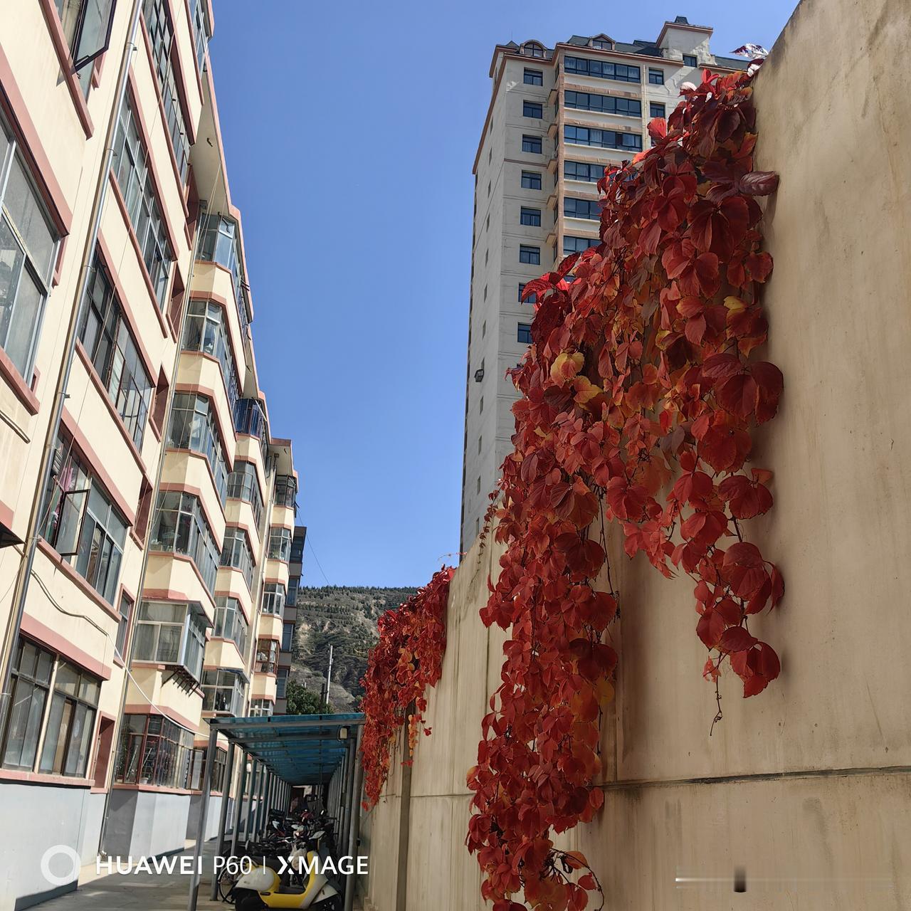 今日天朗气清，万里无云，难得一个透亮的大晴天。走在小区楼道旁，一抬眼，瞬间被眼前