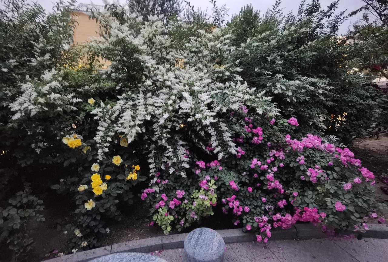 春天最后一波花开春去百花残 上周还繁花似锦，这周就“春去百花残”了。春有百花，终