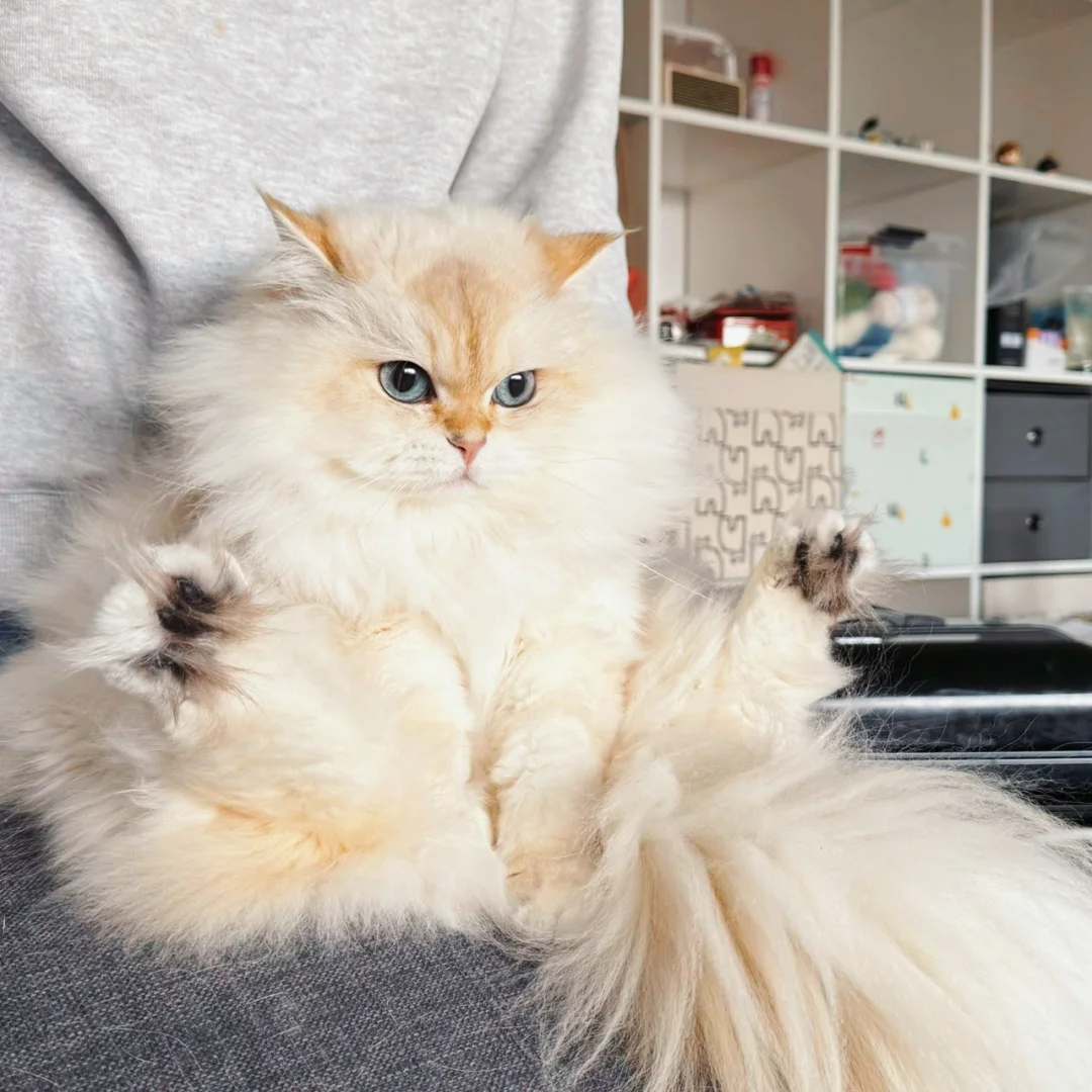 猫猫我呀还是很注意隐私保护哒
