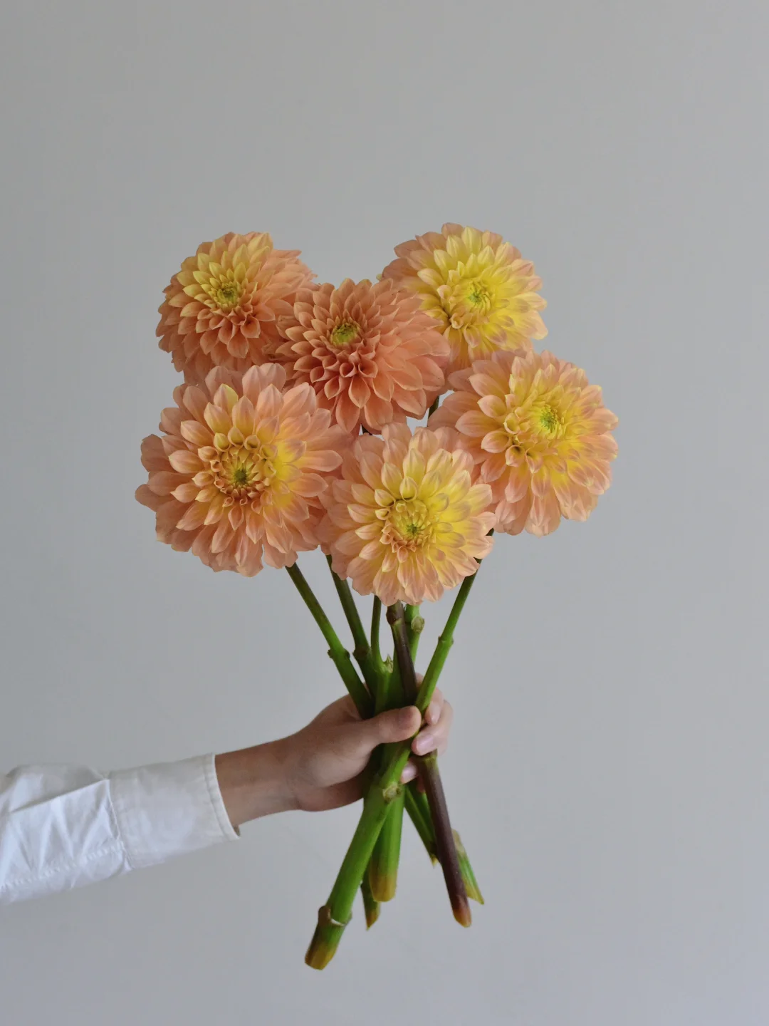 微风农场大丽花· 欧洲莎拉蕨