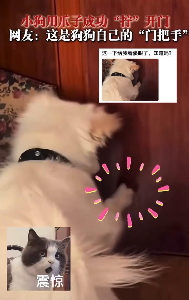 小狗用爪子成功"拧"开门。网友：这是狗狗自己的"门把手"。
小狗在干嘛？这一下给