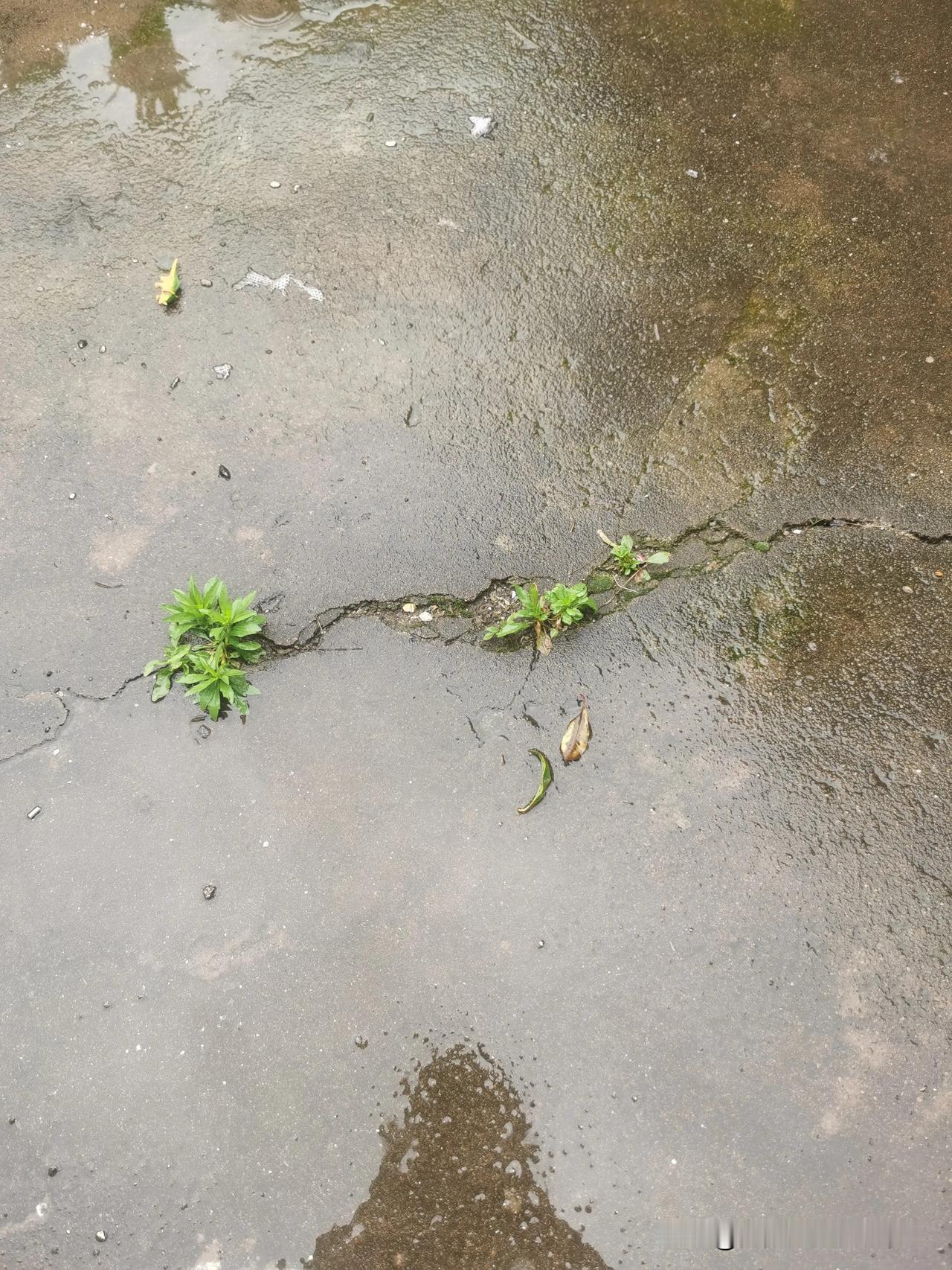 雨淅淅沥沥的下个不停，我心里的血也像这个雨一样淅淅沥沥流个不停……

每次都在我