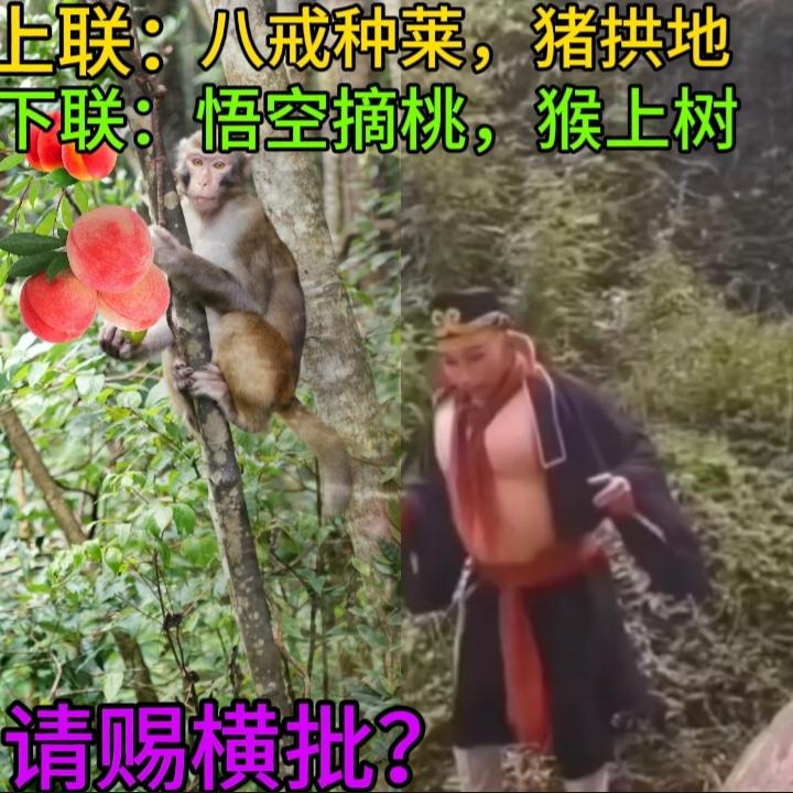 上联；八戒种菜，猪拱地，求下联。下联：悟空摘桃，猴上树
