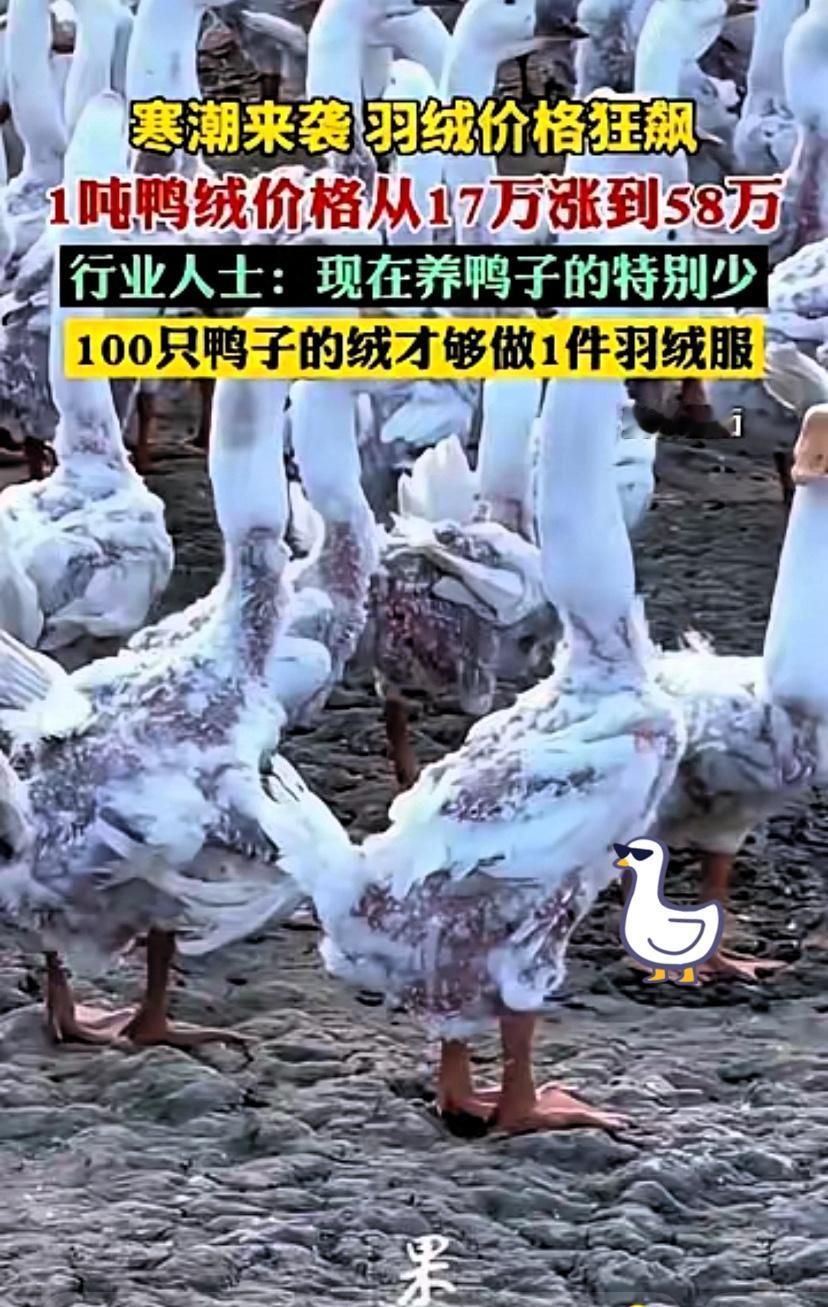 往年1000块就能搞定的厚绒羽绒服，
今年逛商场直接被价格劝退！

含绒量90%