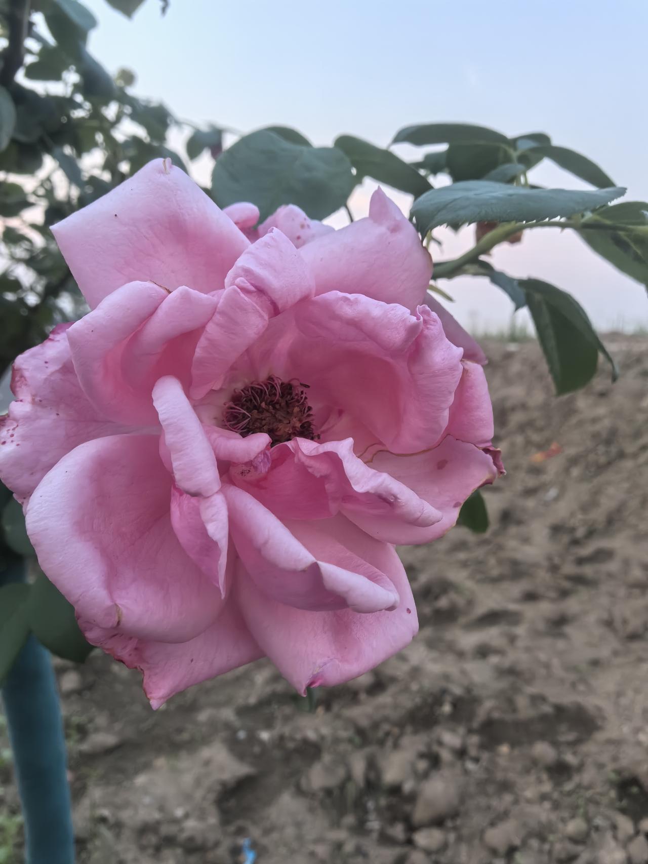 对门的新媳妇，怀孕了，自从她加入我们这个单元，我早发现了：
1、现在娶个媳妇，是