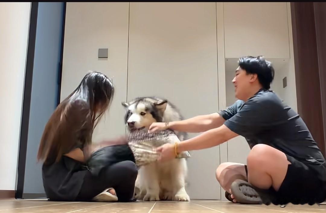 夫妻吵架时，丈夫拿起枕头朝妻子砸去，狗狗见状赶忙上前帮忙，一口咬下丈夫手中的枕头