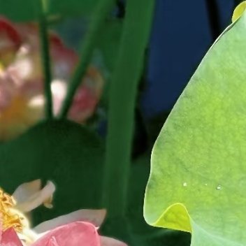 0000荷花种植方法一、选购荷花种子或幼苗，可选择已经培育好的幼苗或工程上常用的