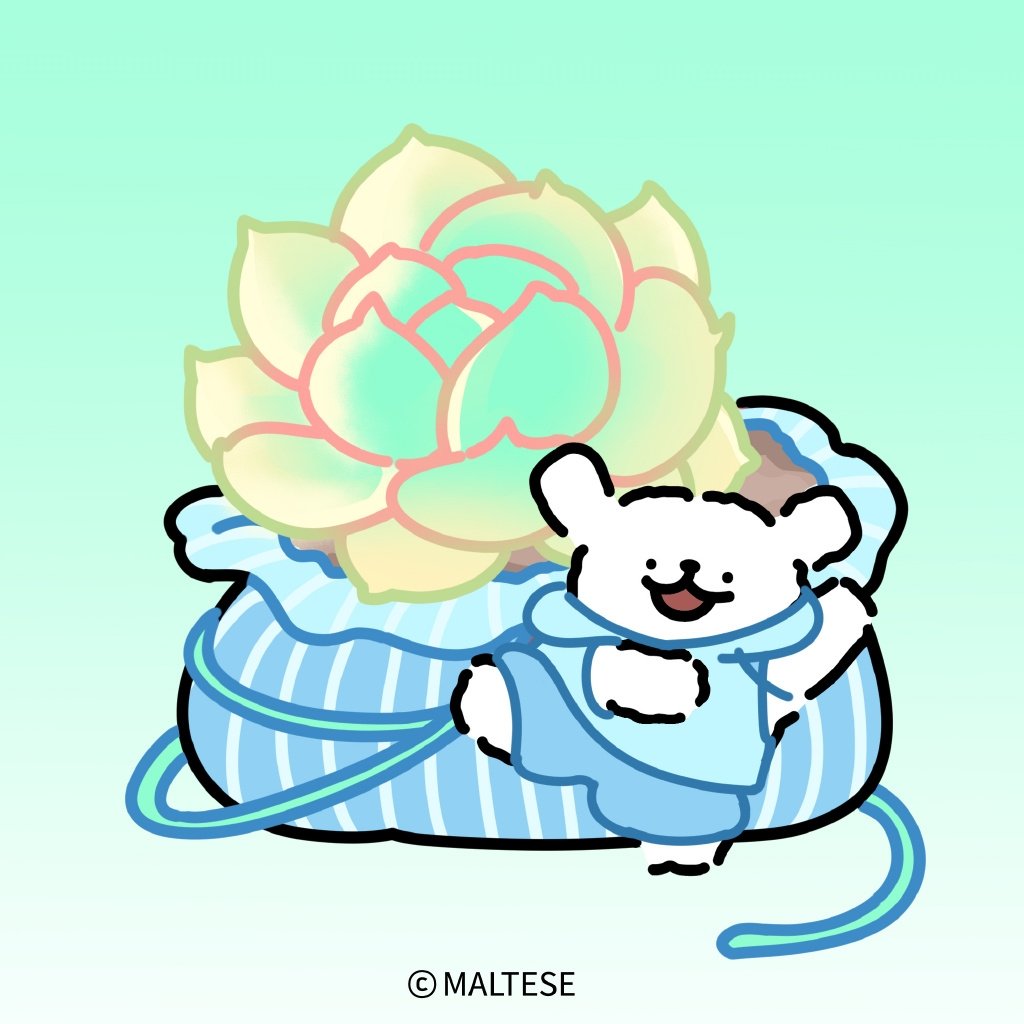 🌵和小狗一起养多肉吧🌵#线条小狗maltese##夏日企画# ​​​
