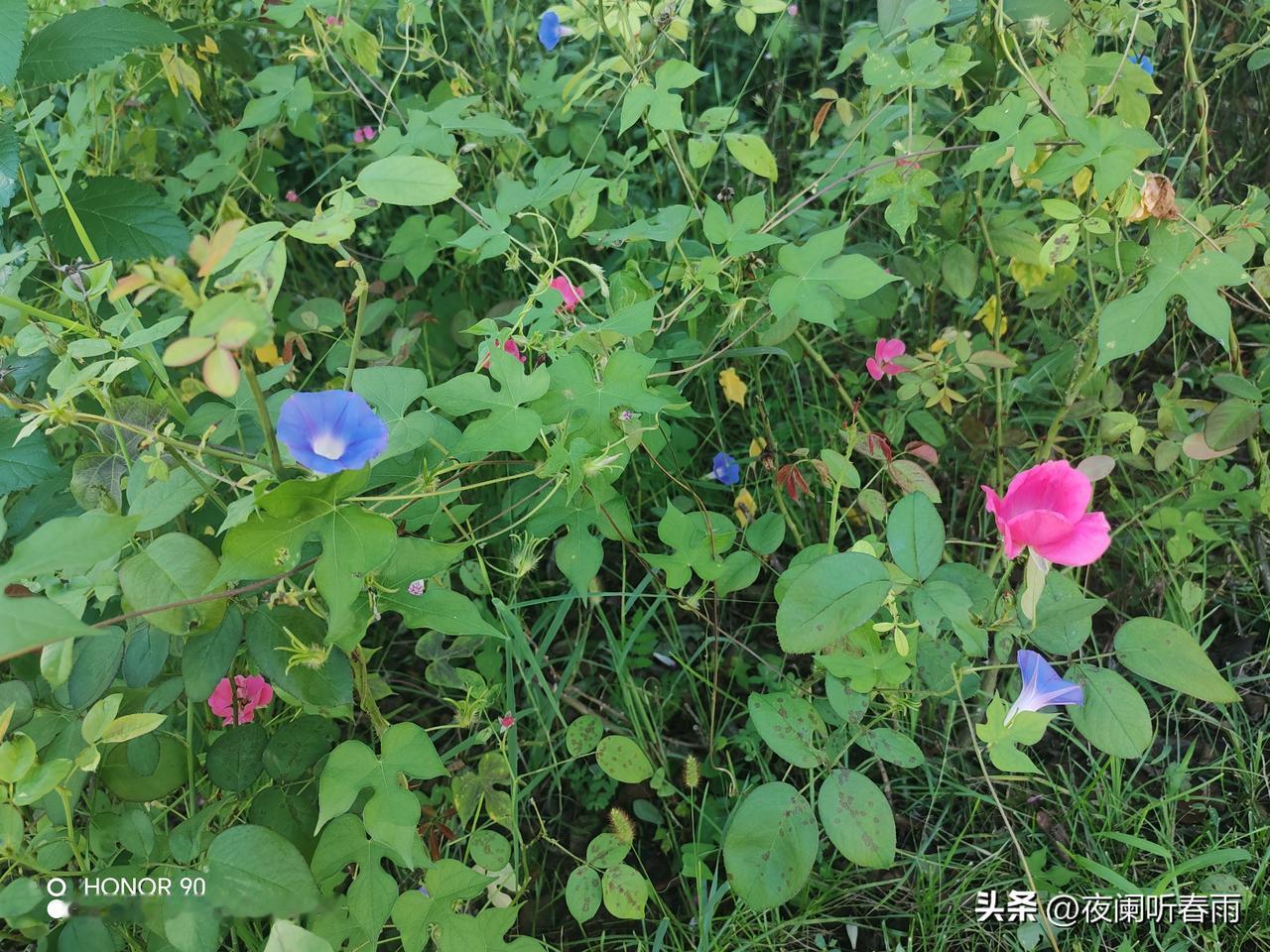 一九九六年夏，我在长沙某军校求学。那年头，长沙的夏夜闷热潮湿，连风都带着黏糊糊的