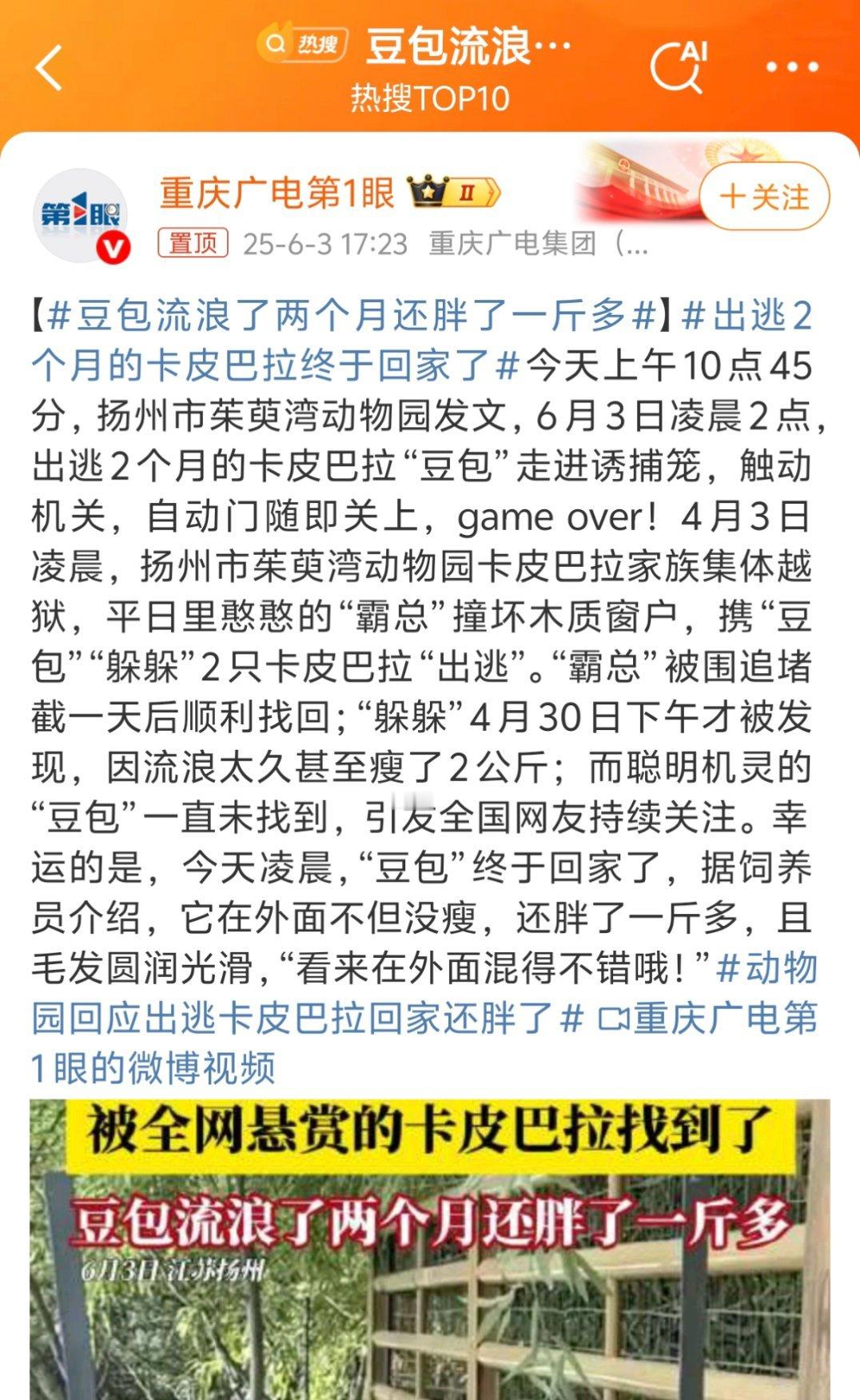 豆包流浪了两个月还胖了一斤多好家伙终于抓回来了，都说卡皮巴拉这种动物性格稳定，咋