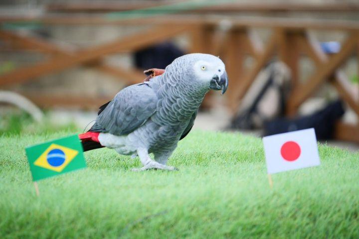 栃木「神鹦」看好日本击败巴西　曾准预测WBC全胜战绩

梅花新闻网 杨俊斌/综合