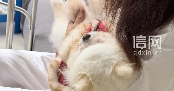 “博美”犬洗澡后被宠物店密闭烘干74分钟，取出后不久死亡 法院判台州“有间”宠物店赔偿丧葬费、治疗费