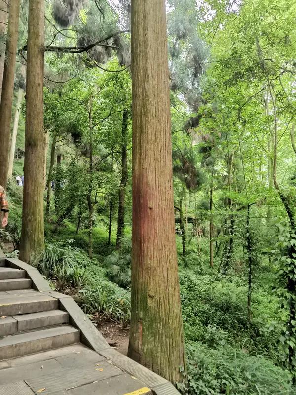 2025年仲冬的治愈系美景可别错过，不少最佳观赏期仅剩最后一周啦！
青城山前山景