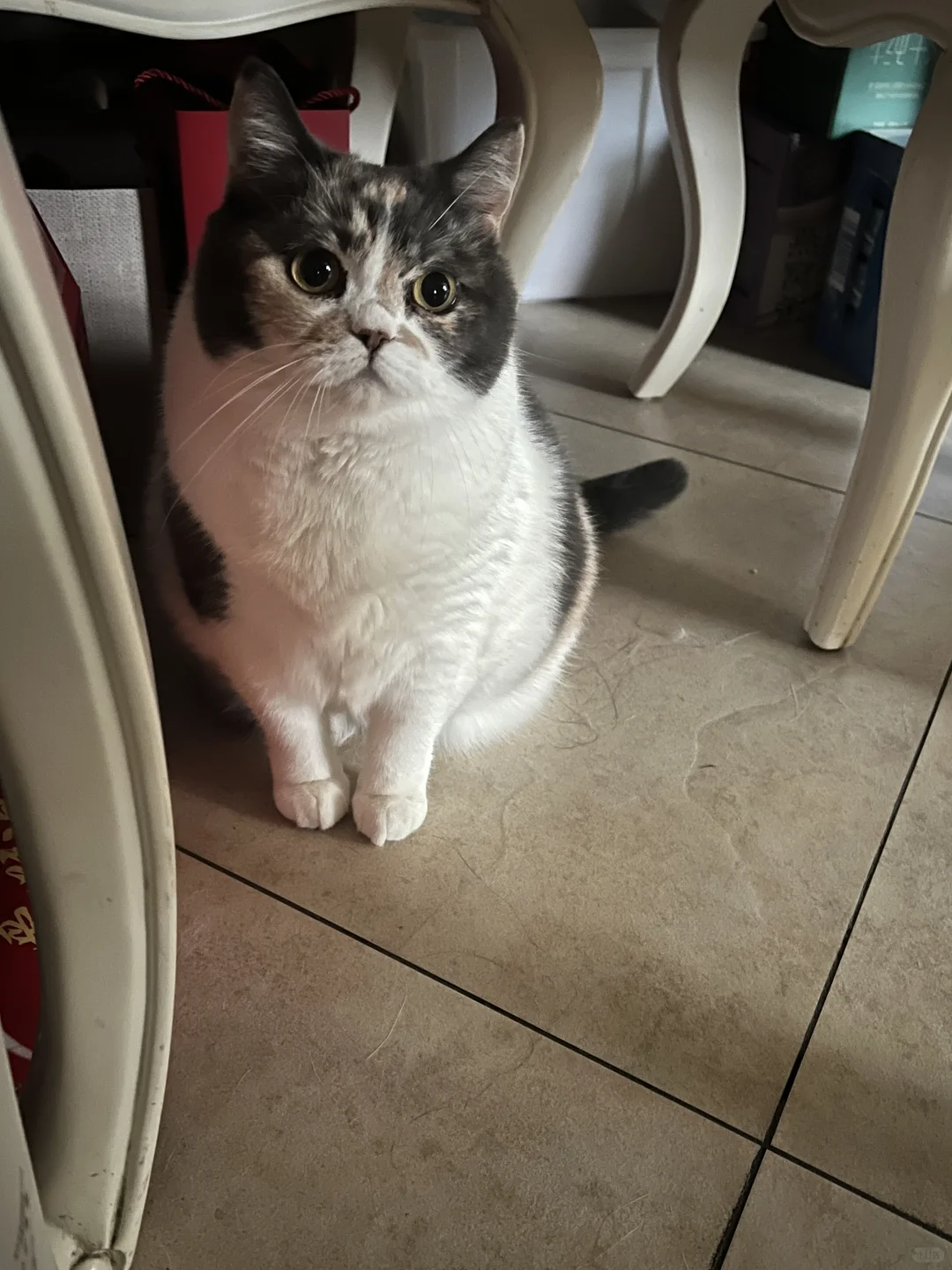 谁家小猫坐这么端正吖~