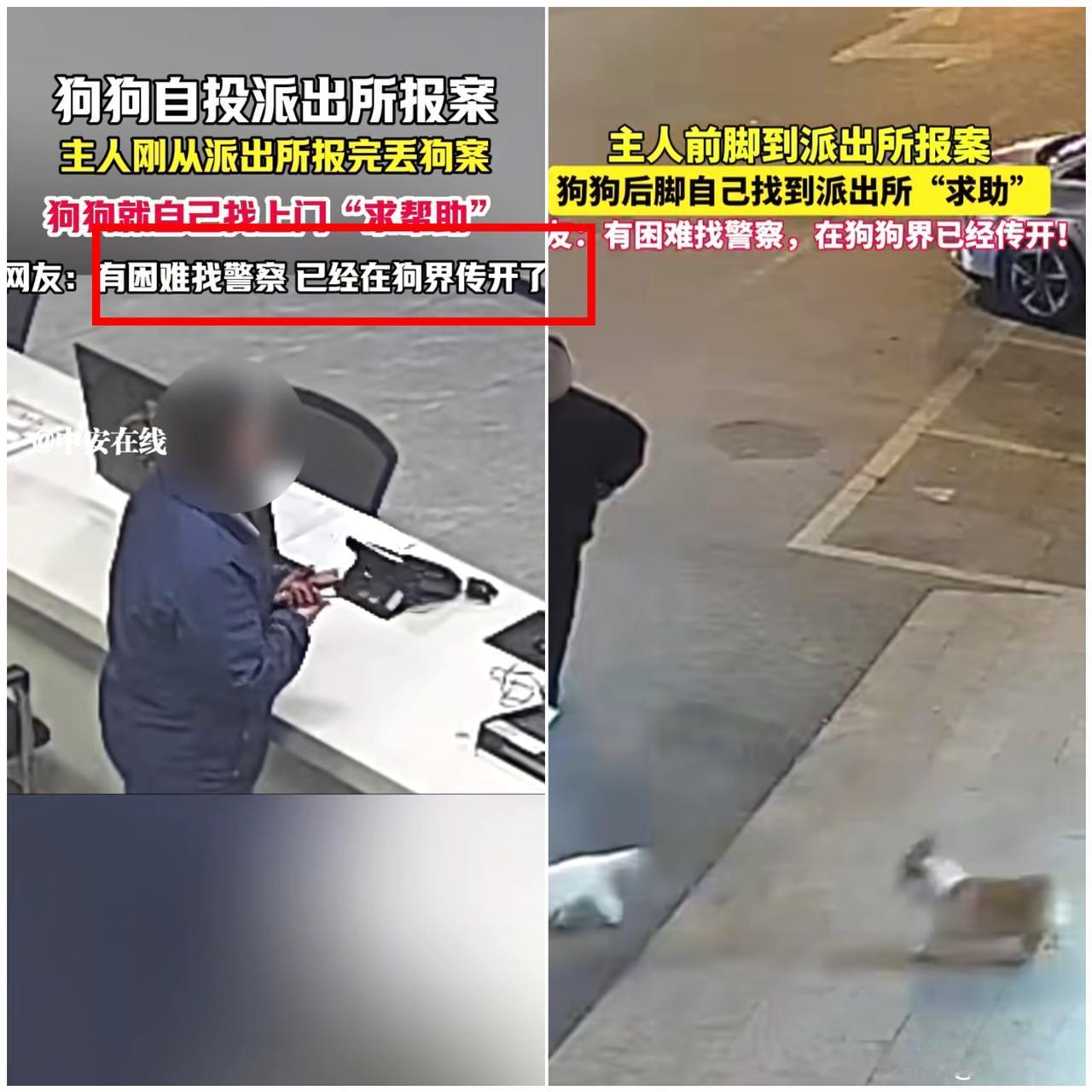 笑不活了！

金华这只小狗简直成精了！

主人开门没看住，它一溜烟跑丢，主人急得