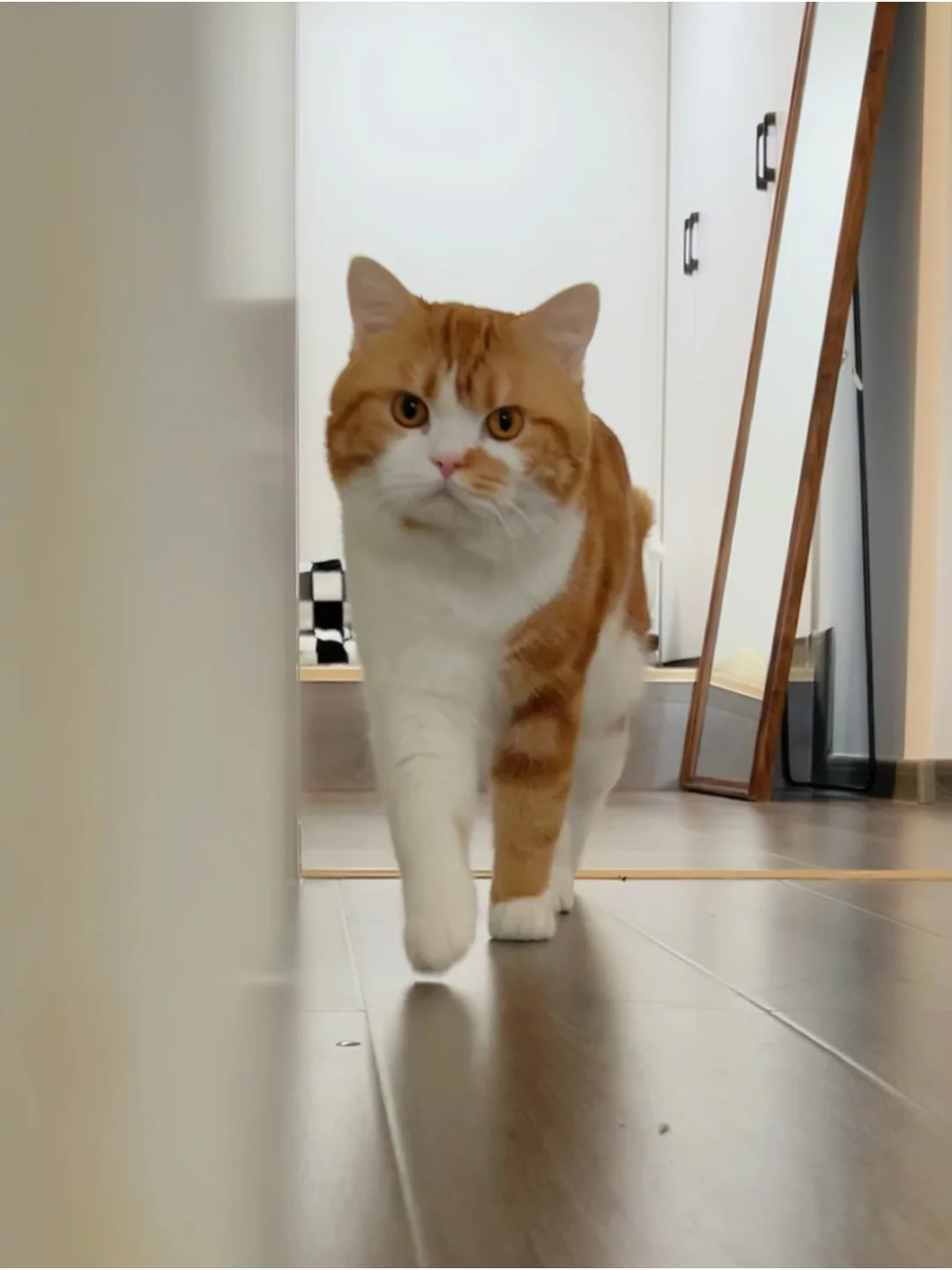 以防你没见过这么可爱的顺拐小猫！