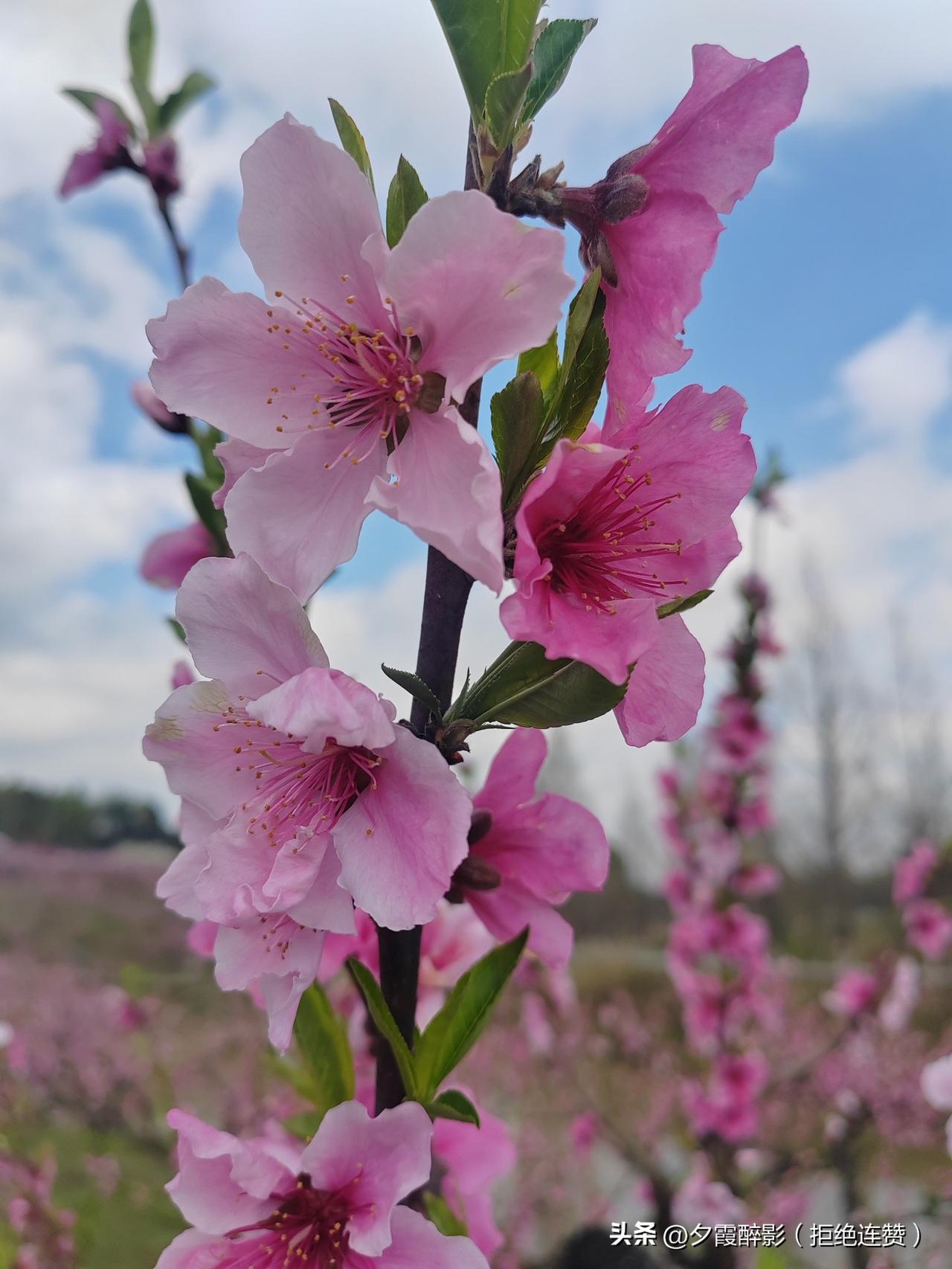 阳春三月，正是赏花好时节，好友相约，共赴桃花园赏桃花。
漫山遍野的桃花开得正盛，