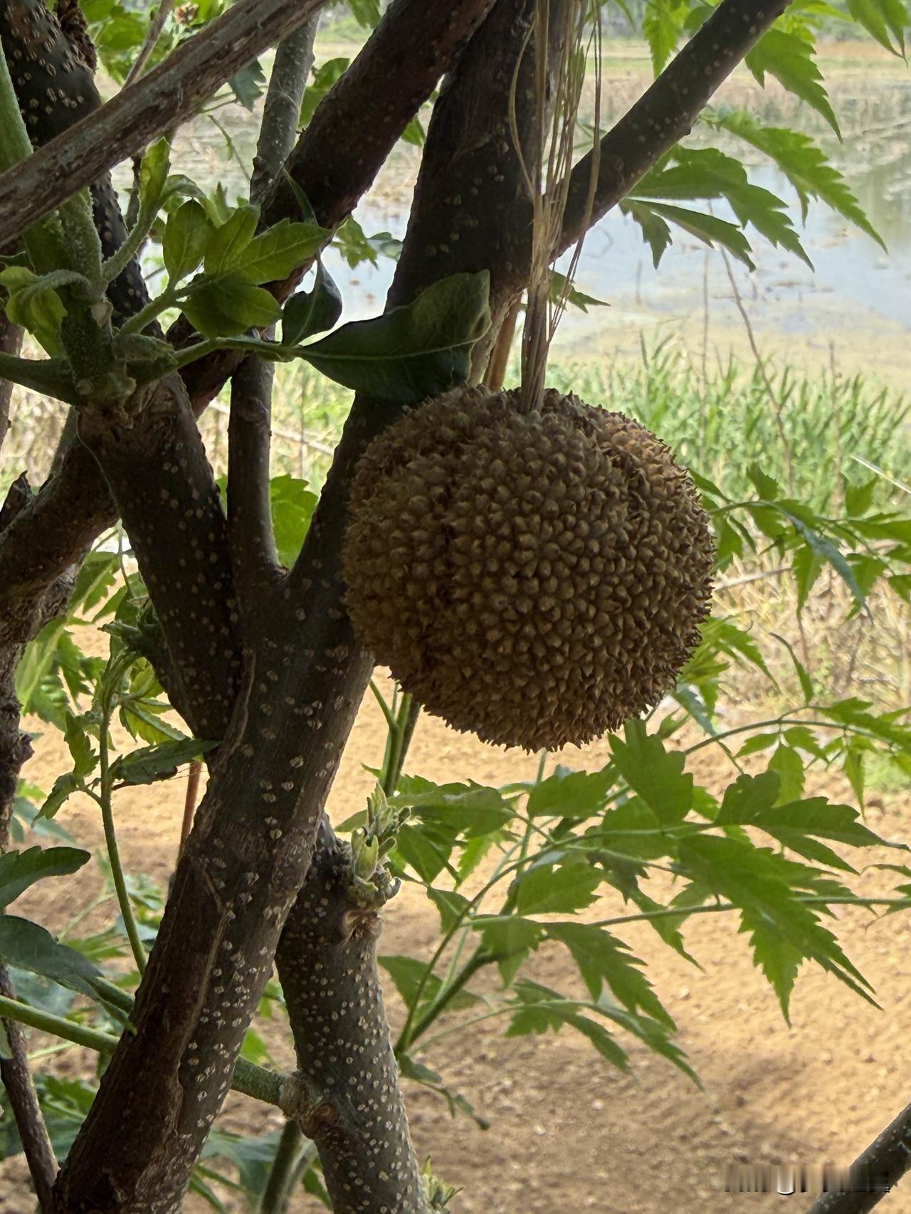 【小对联】
上：……？
下：借钱。