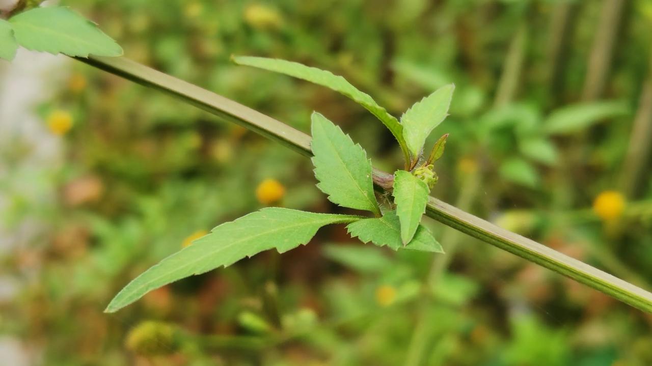今天看到了一种植物，拍照了它的茎与叶、花与果，平时没关注它，今天查阅了一下，它就