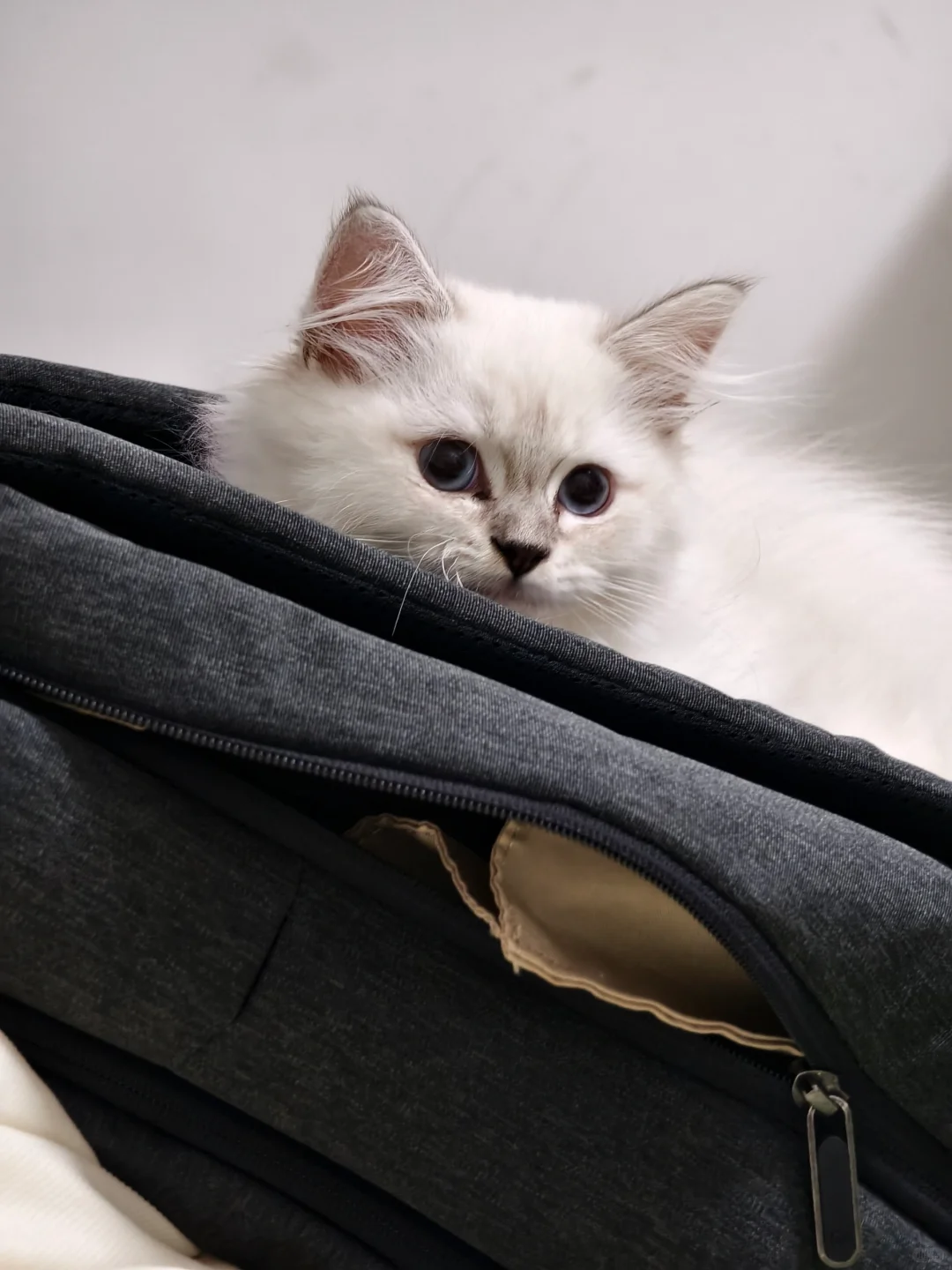 小猫咪的眼睛里有星辰大海～～