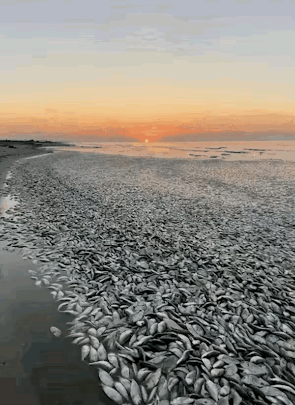 #日本已排放超1000吨核污染水#日本东电一意孤行排放核污水，后果就是日本福岛海