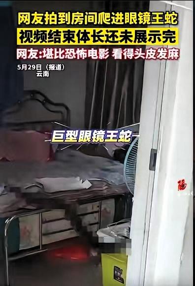 云南一女子去卧室睡觉，发现衣柜下有动静。她一开始以为是老鼠，小心翼翼探头查看，不