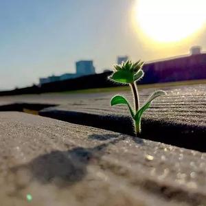 中华文化宣传使者