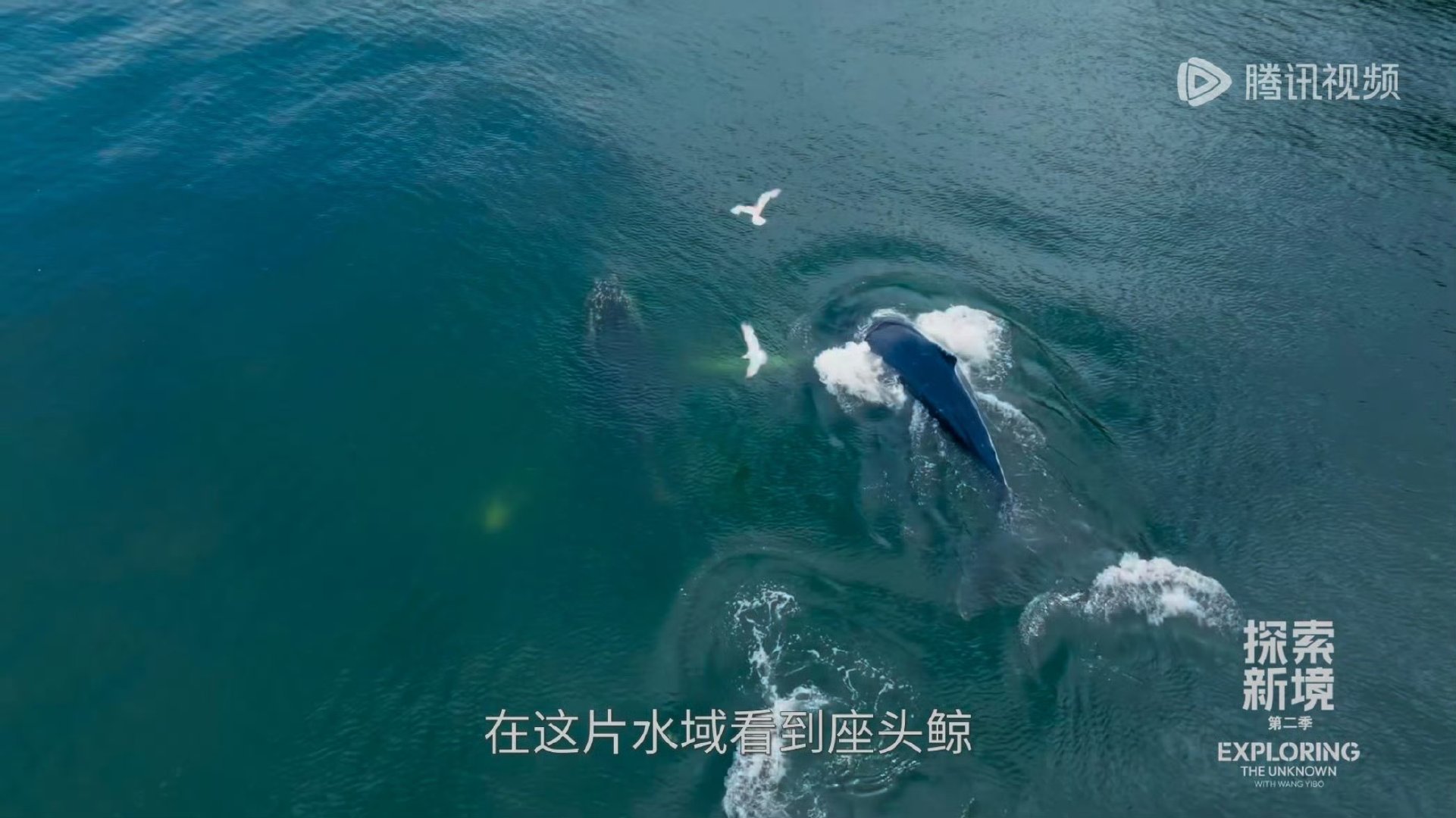 王一博完全是小福星王一博第一次来就看到了座头鲸 王一博第一次来就看到了座头鲸！ 