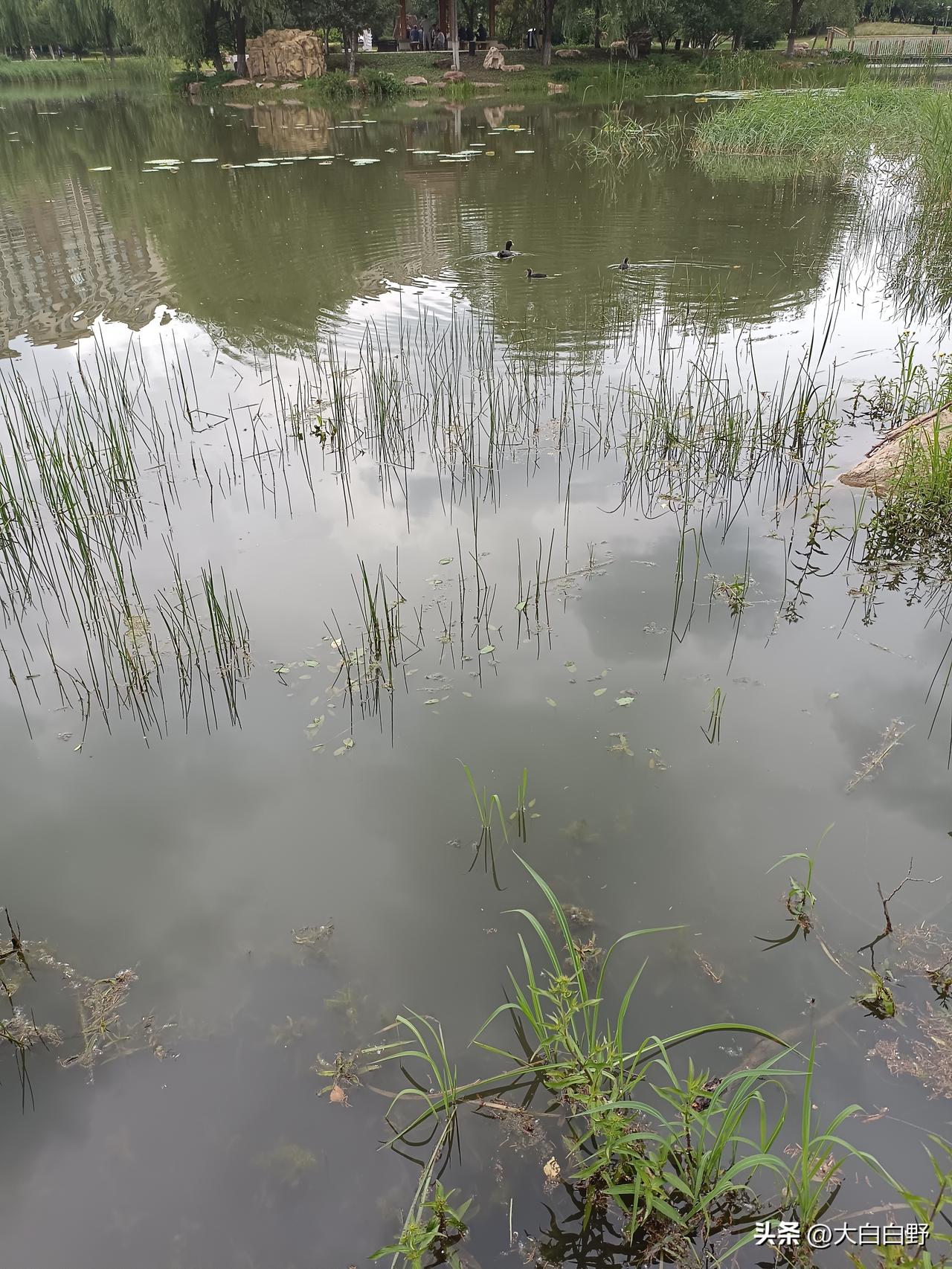 白骨顶鸡出现在长春市兰桡湖里
今天去长春市兰桡湖公园，发现湖里有白骨顶鸡，据说是