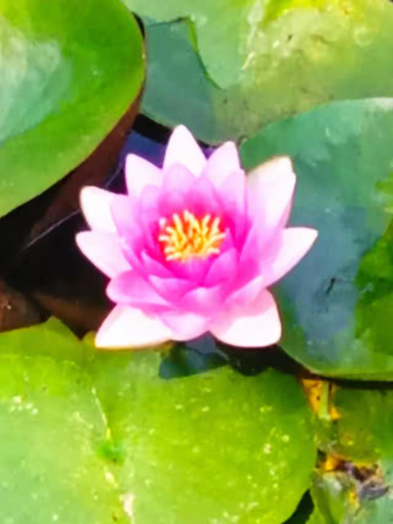 居民存款搬家，任专家观点，
5月金融数据显示，宏观流动性环境宽松，利率偏低，跟货