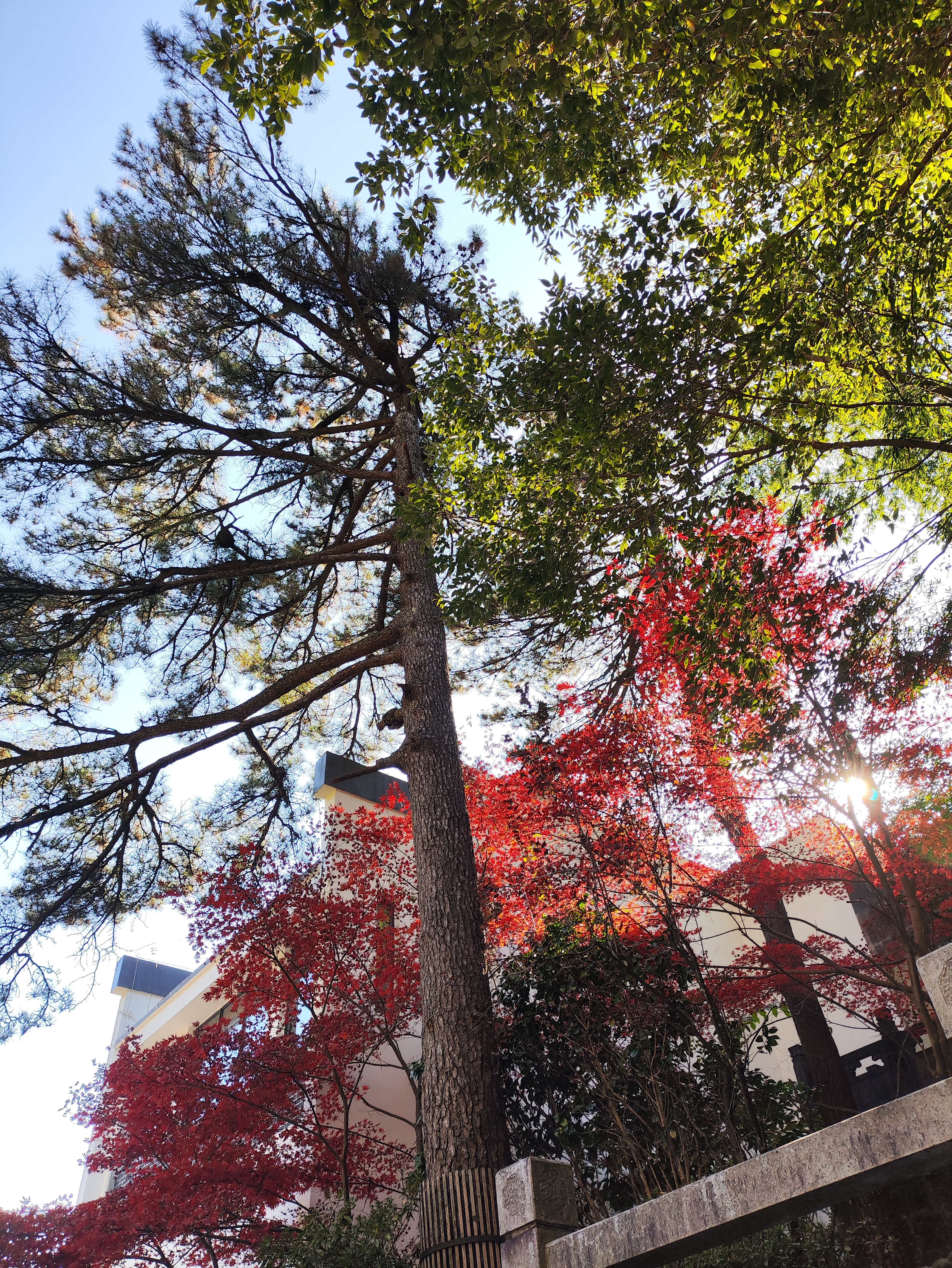 普通的一天，温度骤降了，是冬天的感觉了，崽子们起床又困难了一些，黄山回来她们的腰