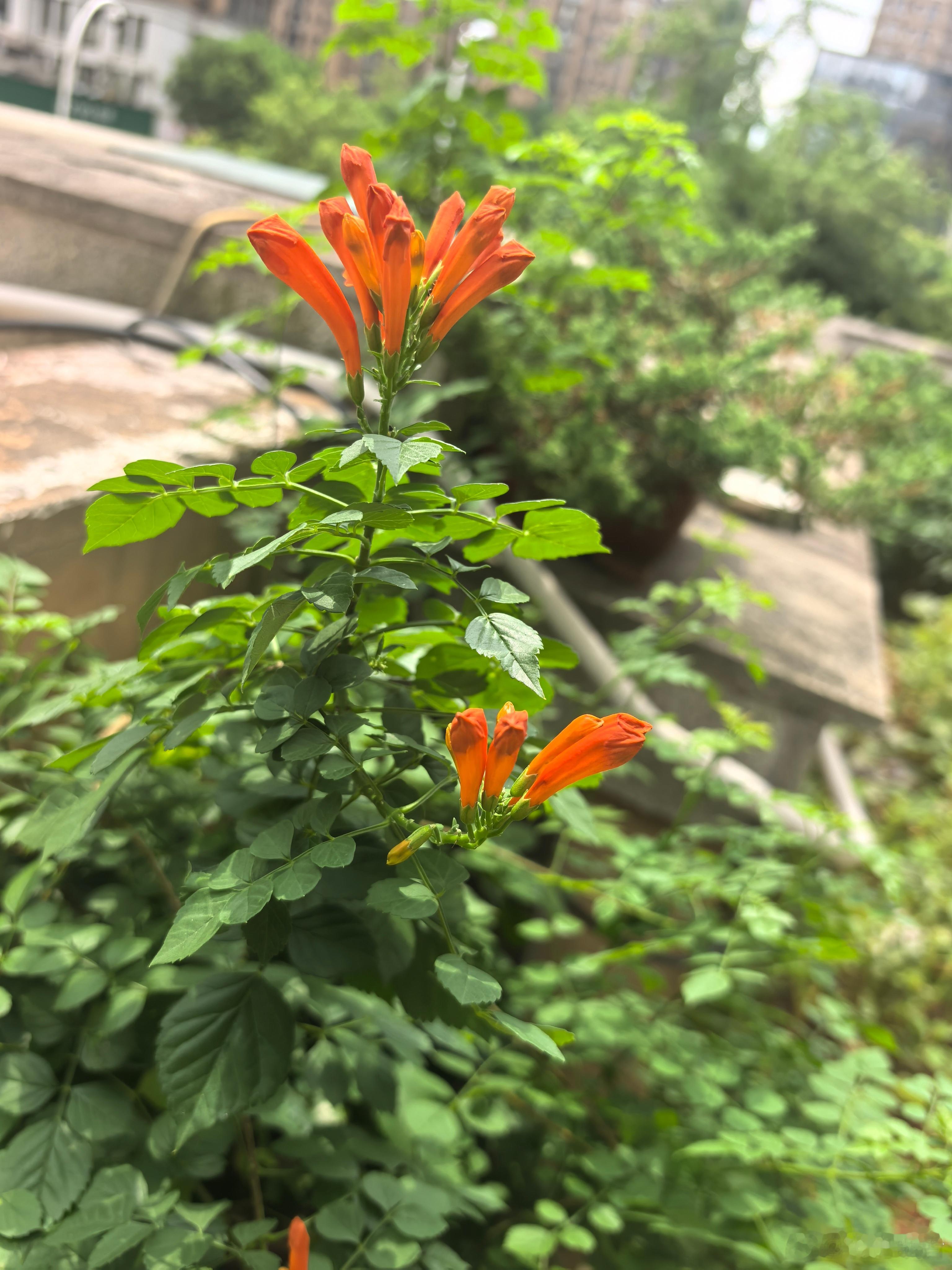 凌霄花🌸生长的好会爬满整面墙，橙红色的花束点缀其间，醒目而热烈。 