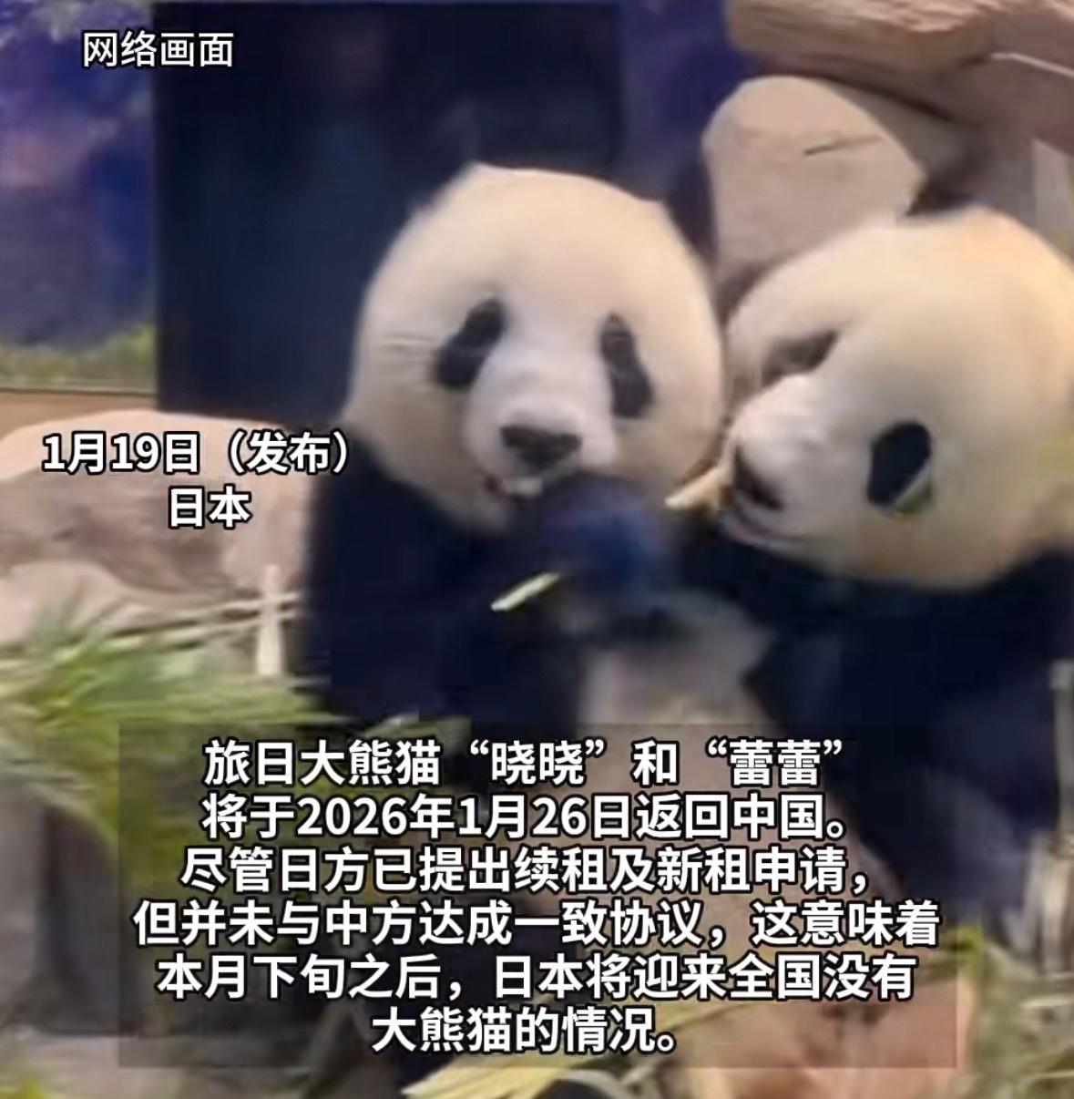 早晨买菜回来，老姐妹群里都在转发这条消息……

日本上野动物园那对熊猫双胞胎晓晓