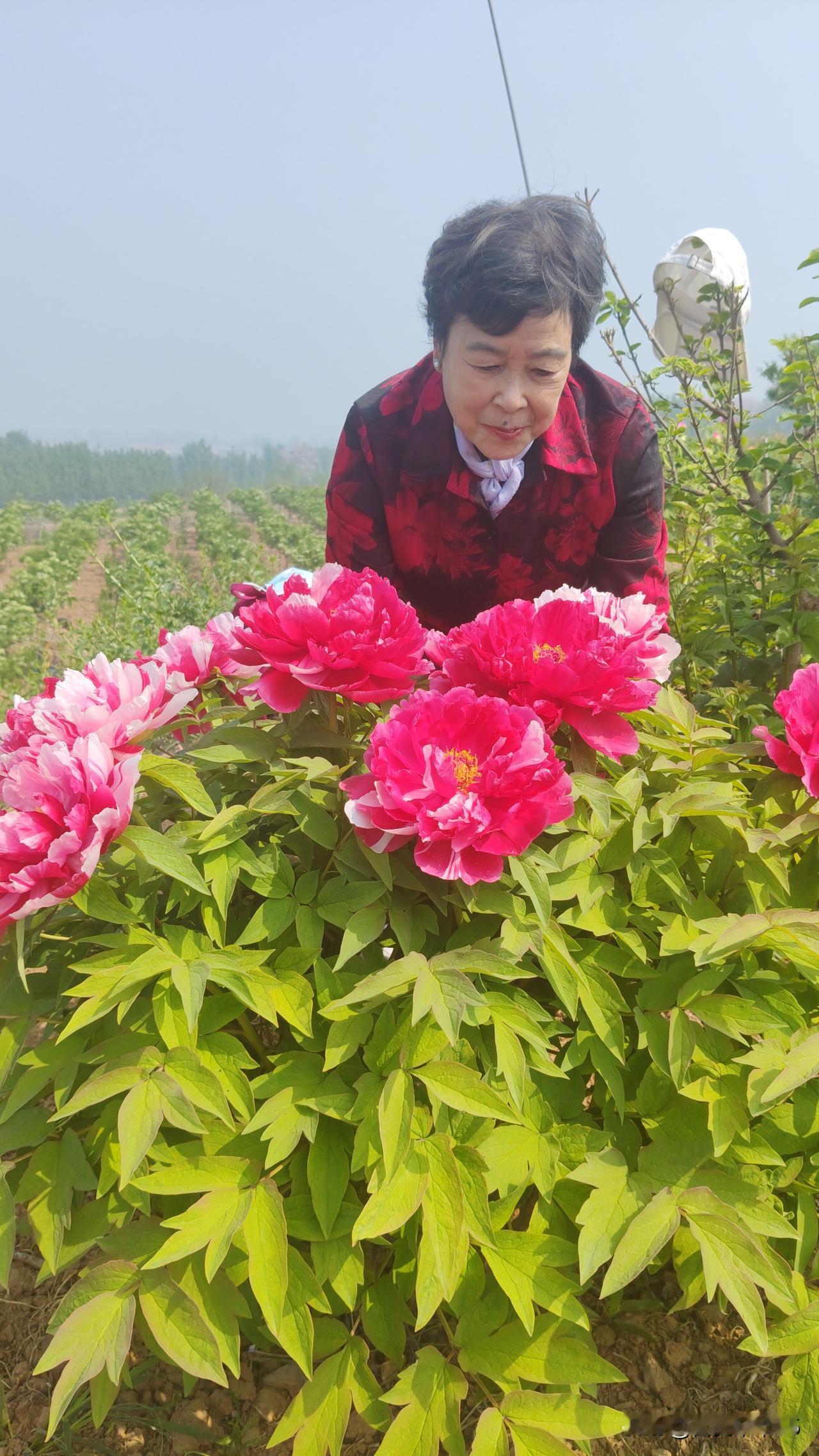 分享一张你拍的花，什么花都行