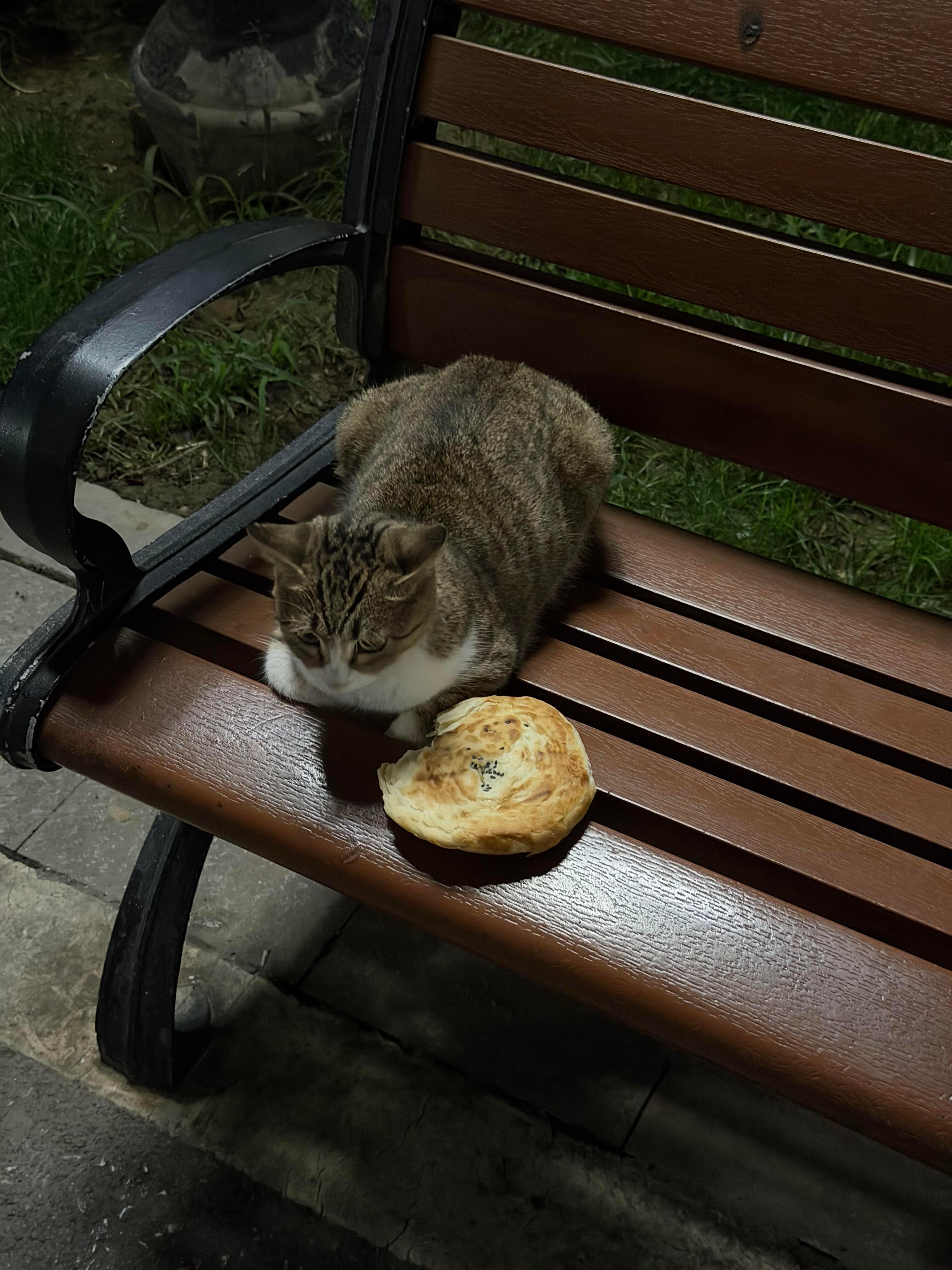 小猫化缘了一个饼，但小猫好像不太想吃碳水 ​​​