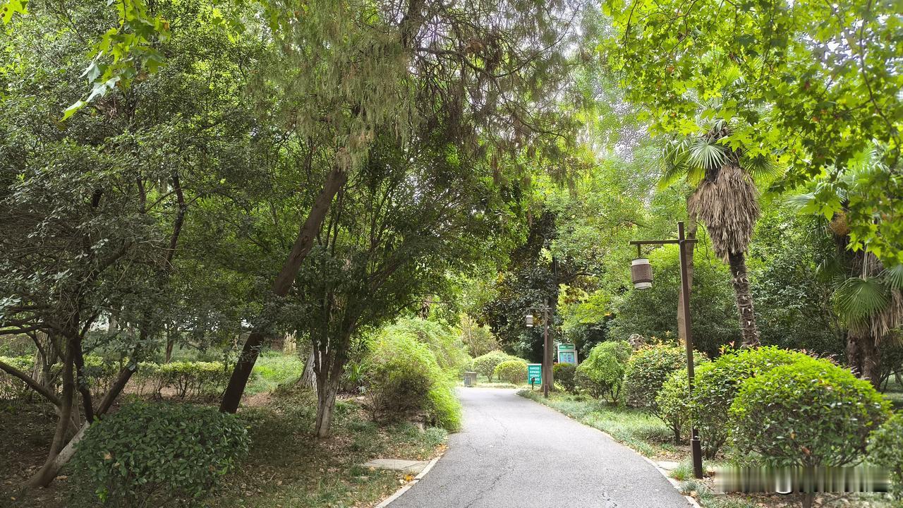 南京今天阴沉沉的，风里都带着点干巴巴的焦味，太阳公公彻底躲得没影。
算下来已经快